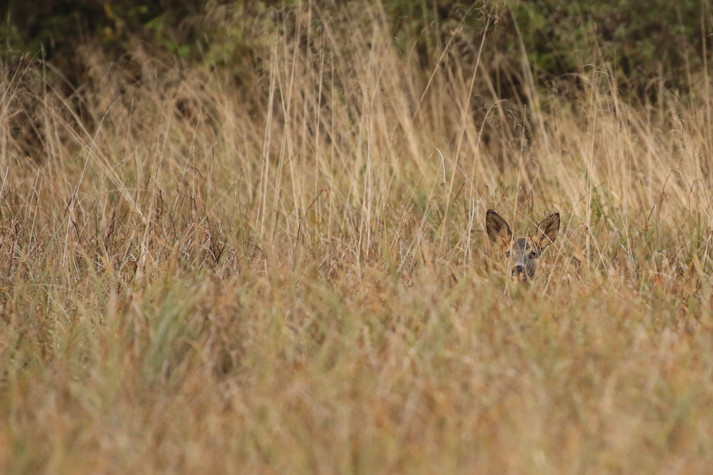 Venison from the 'grass