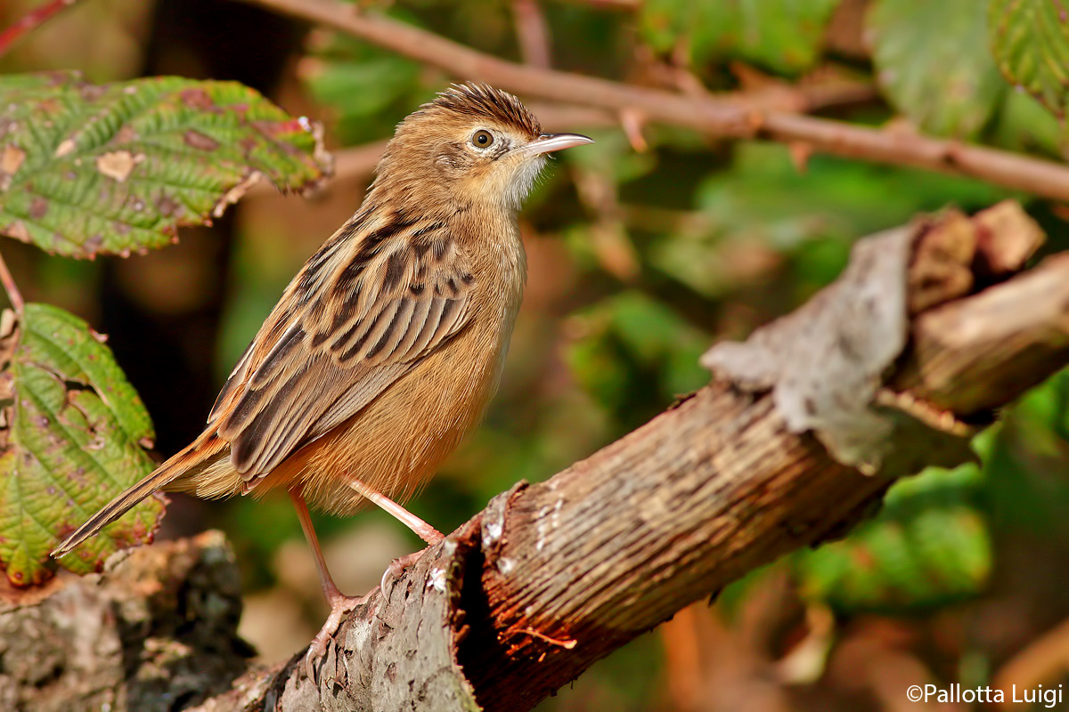Beccamoschino (Cisticola juncidis)