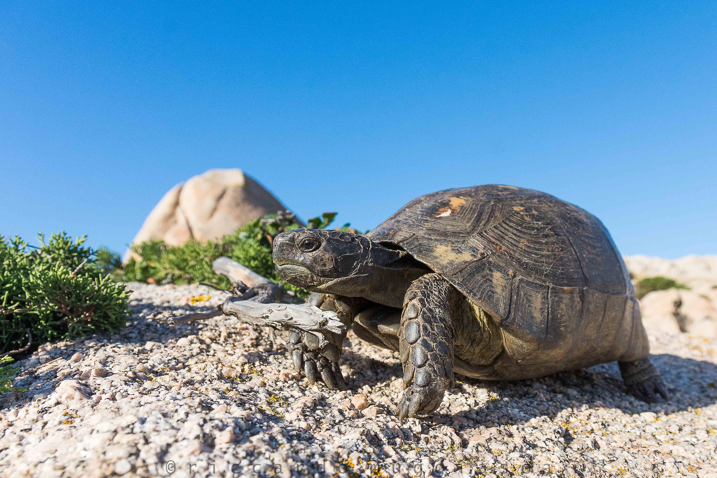 Testudo marginata