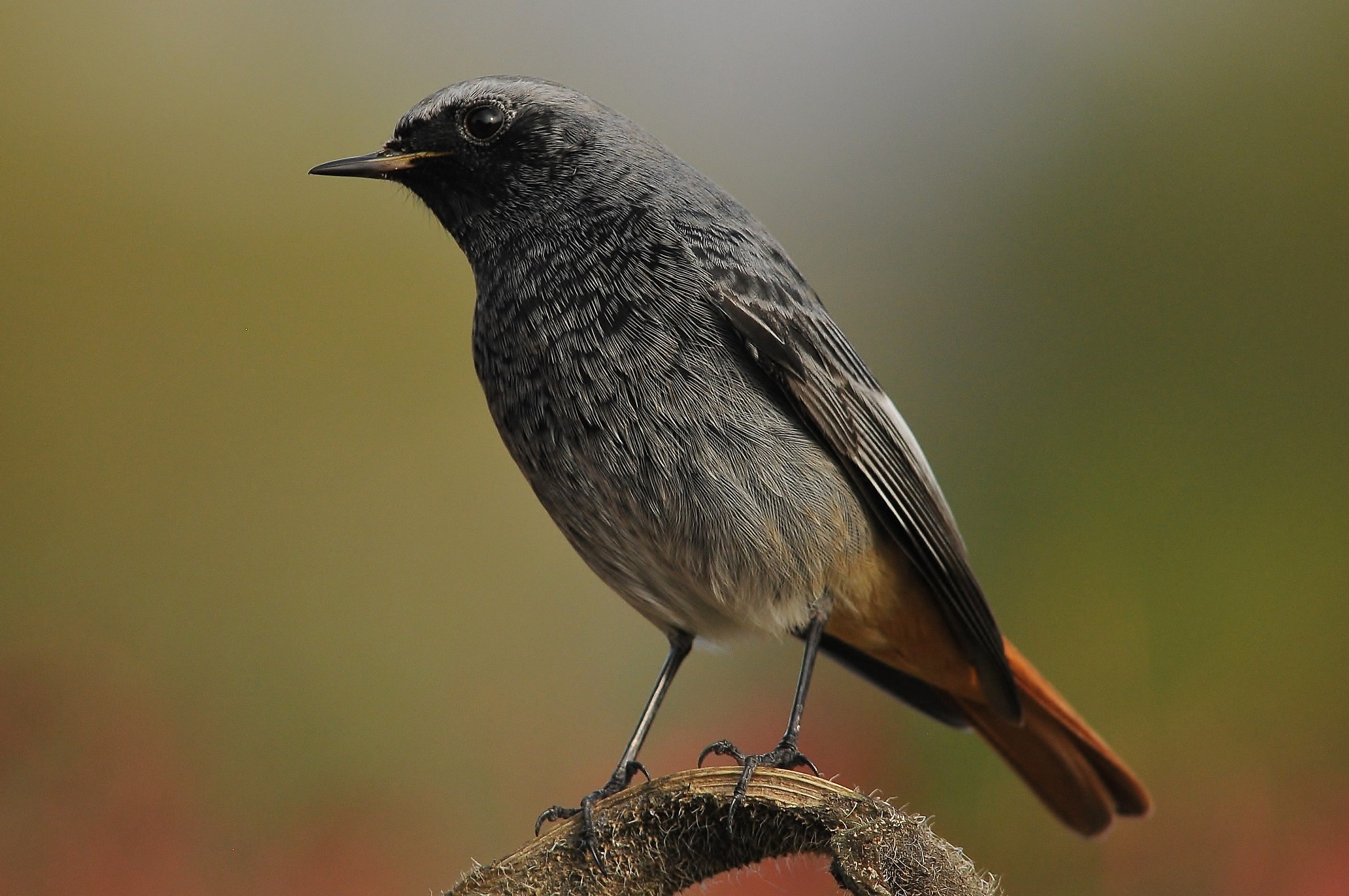 Chimney sweep Redstart