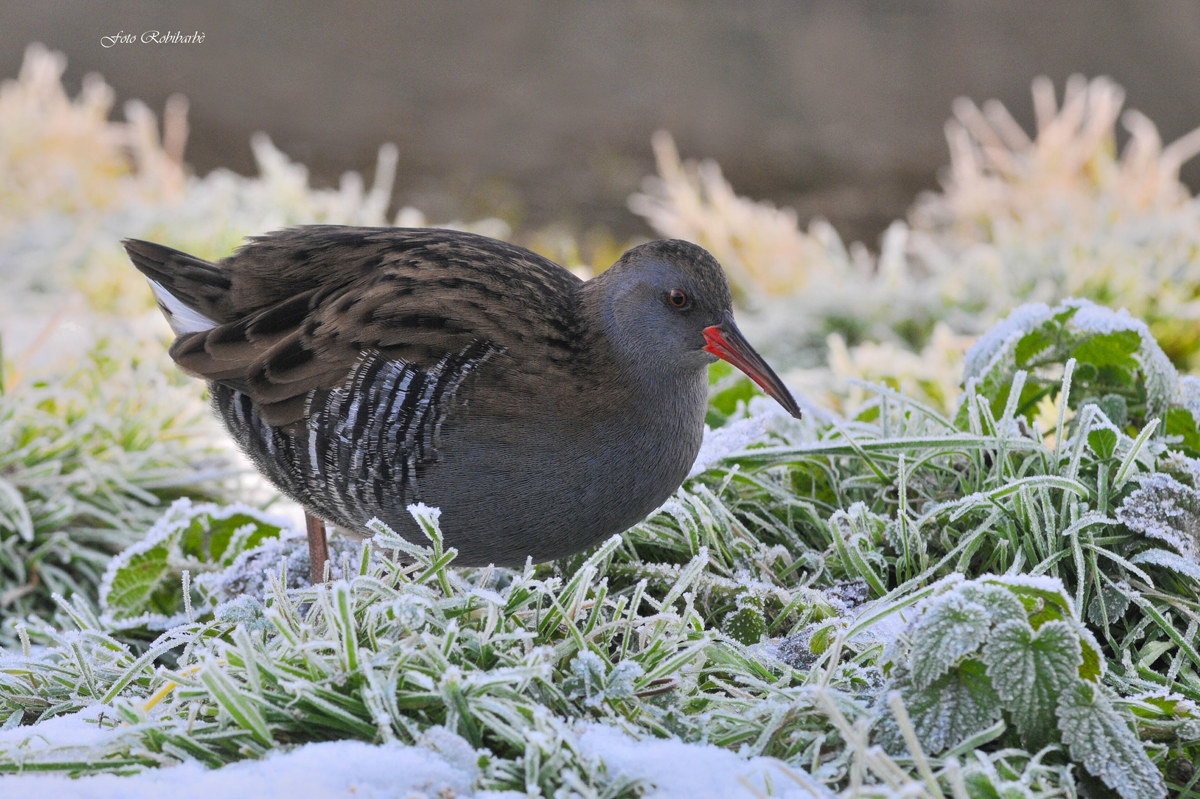Porciglione brinato...