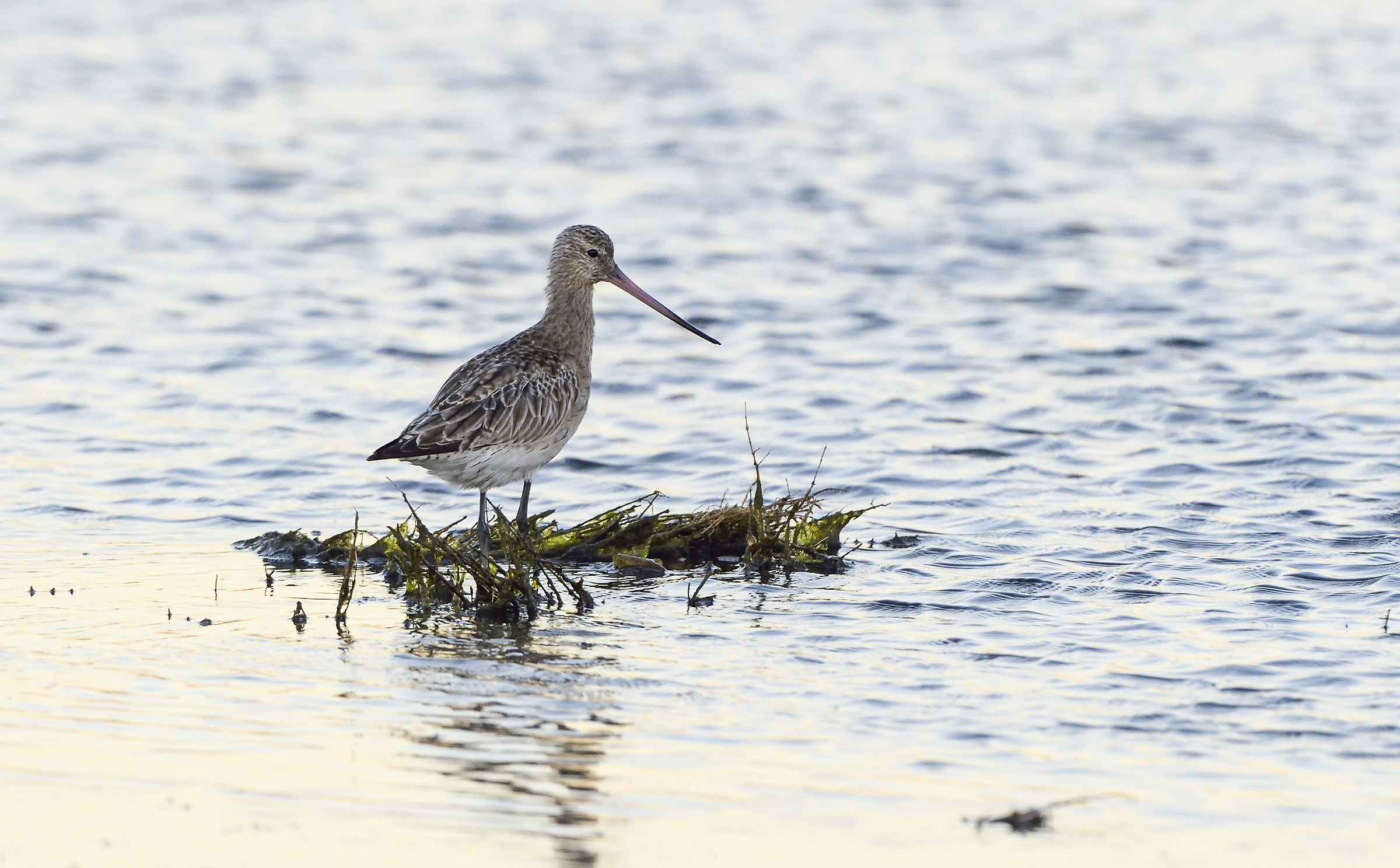 curlew