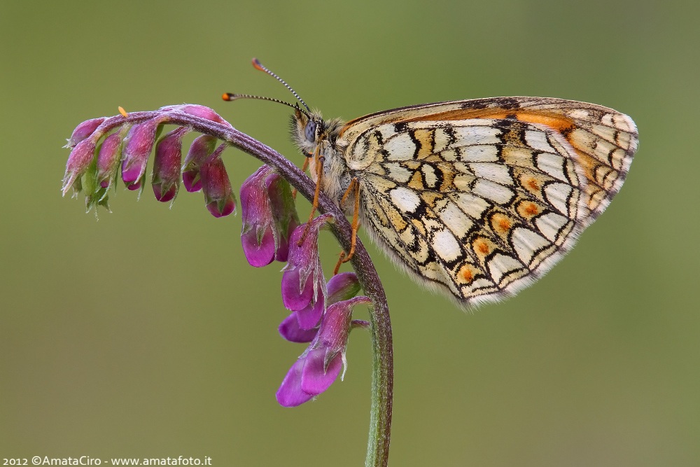 Melitaea Athalia (Rottemburg, 1775) - Nymphalidae