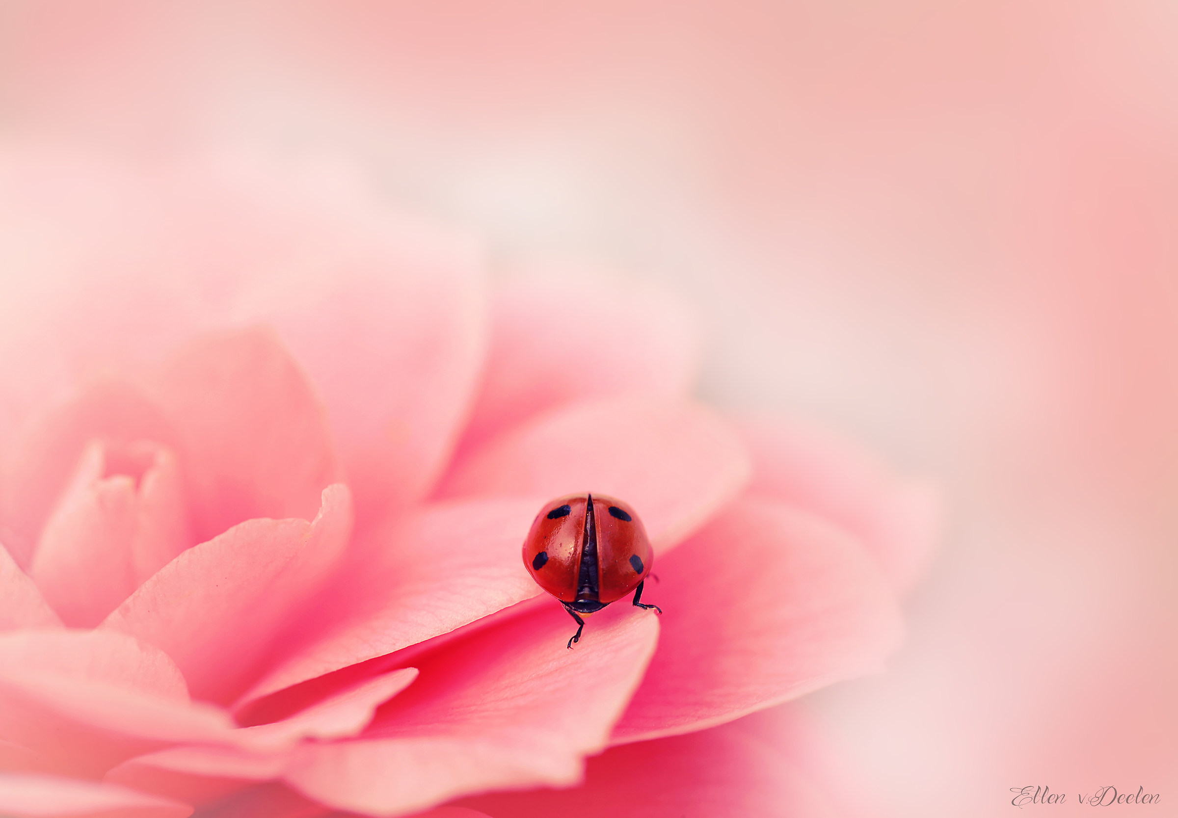 Coccinella sul fiore rosa