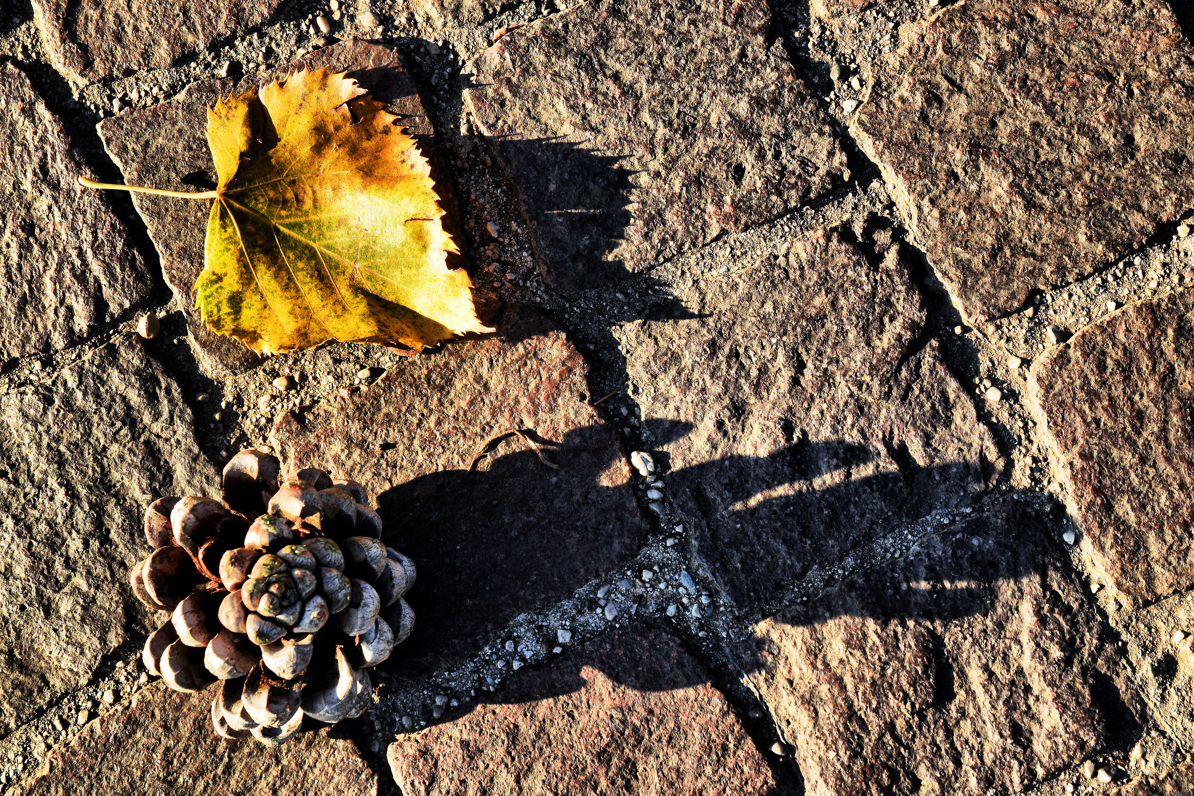 Autumn in three dimensions