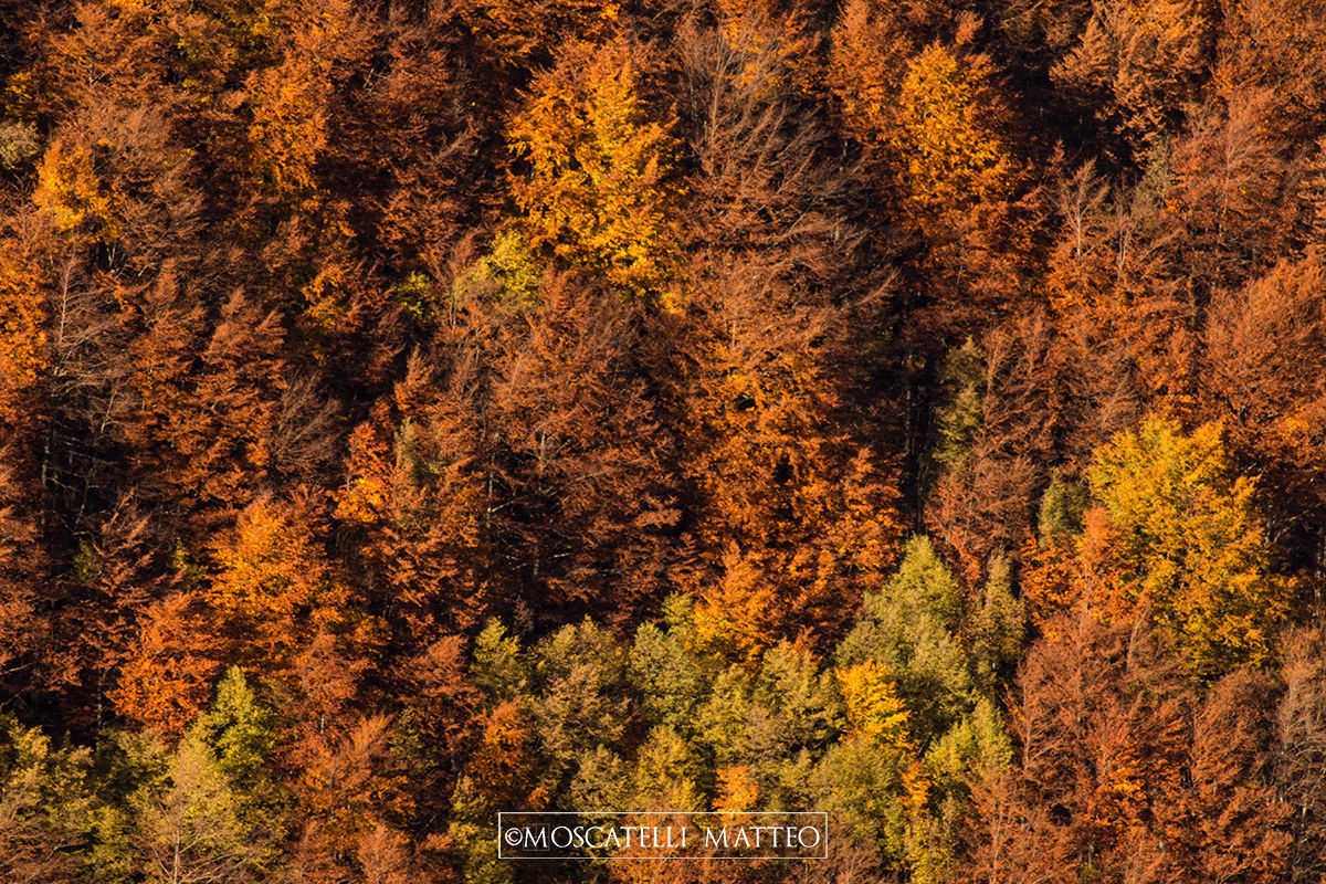 Autumn in the forest Val d'Ozola