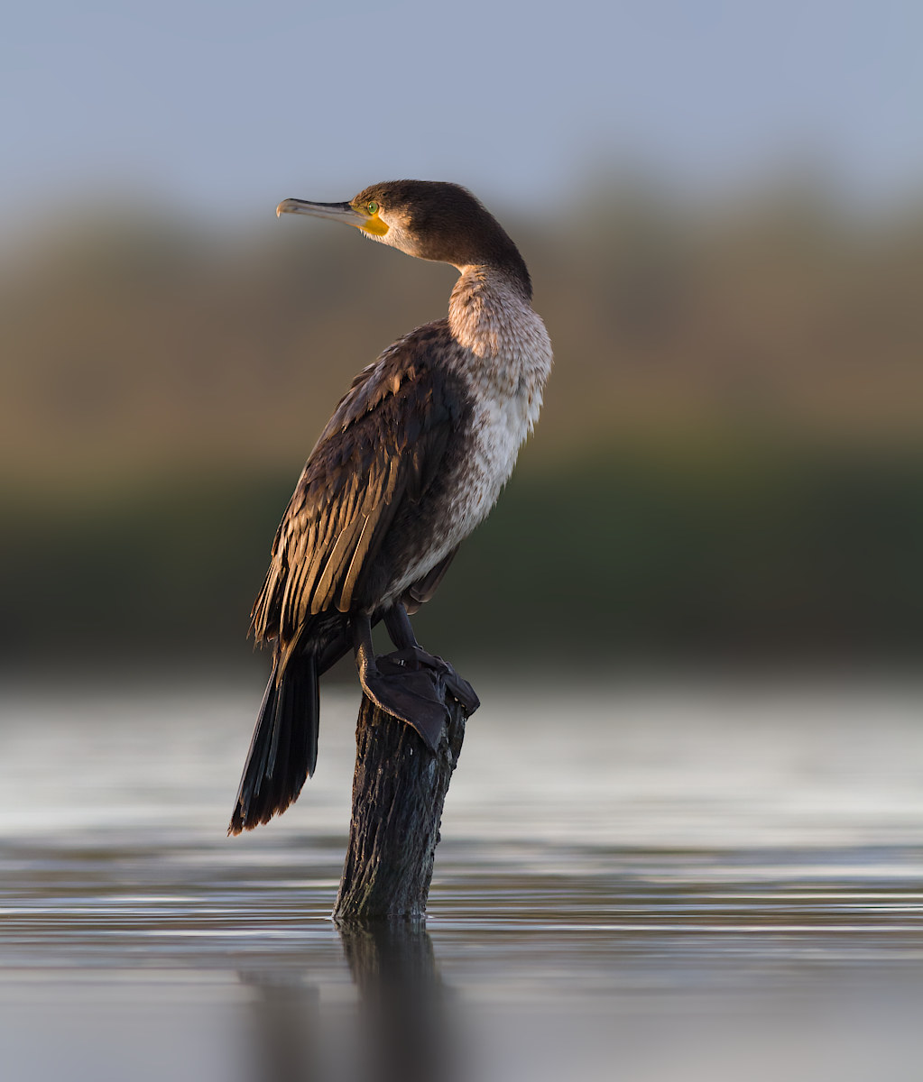 Cormorano