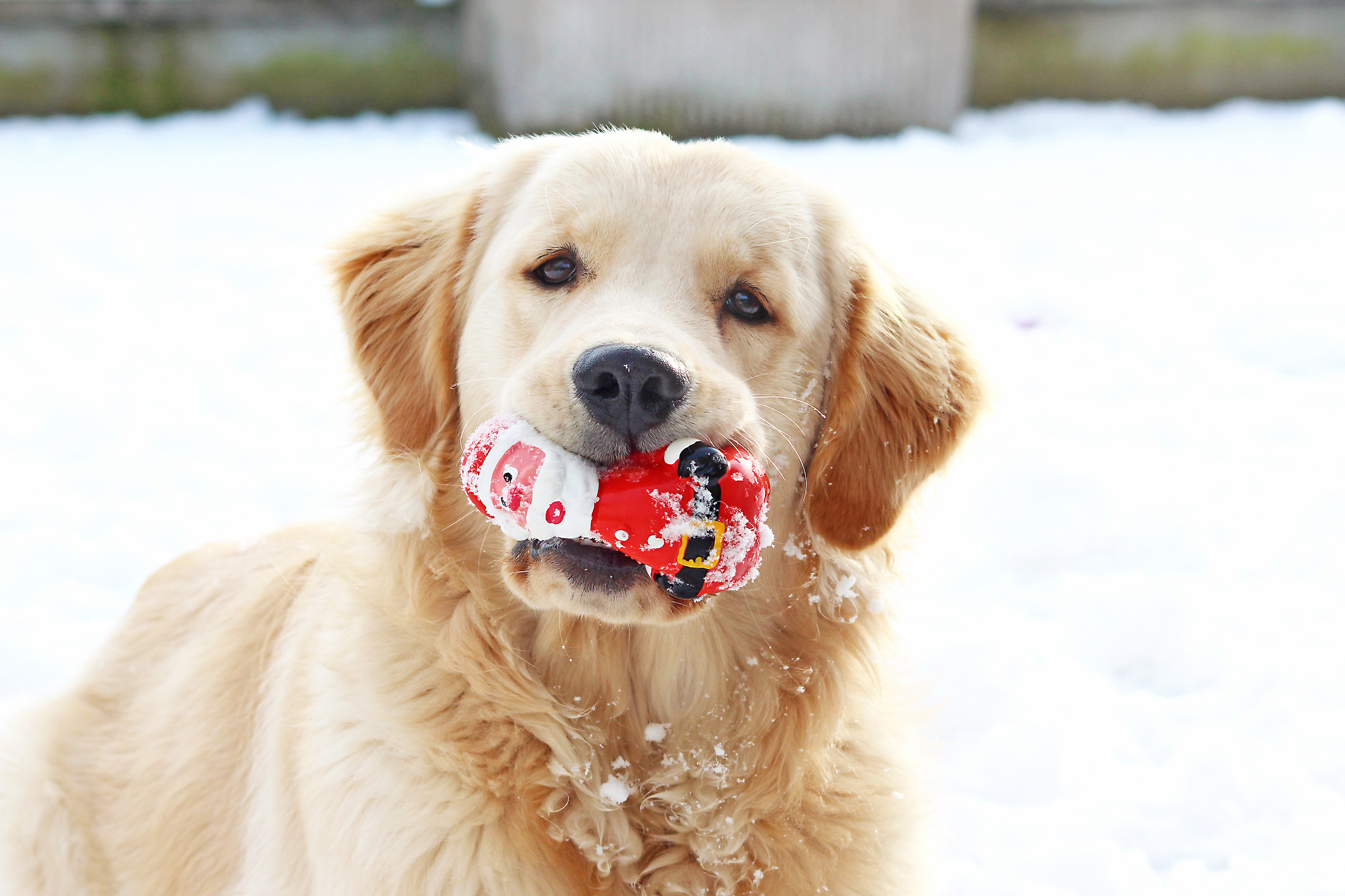 For Christmas, all right