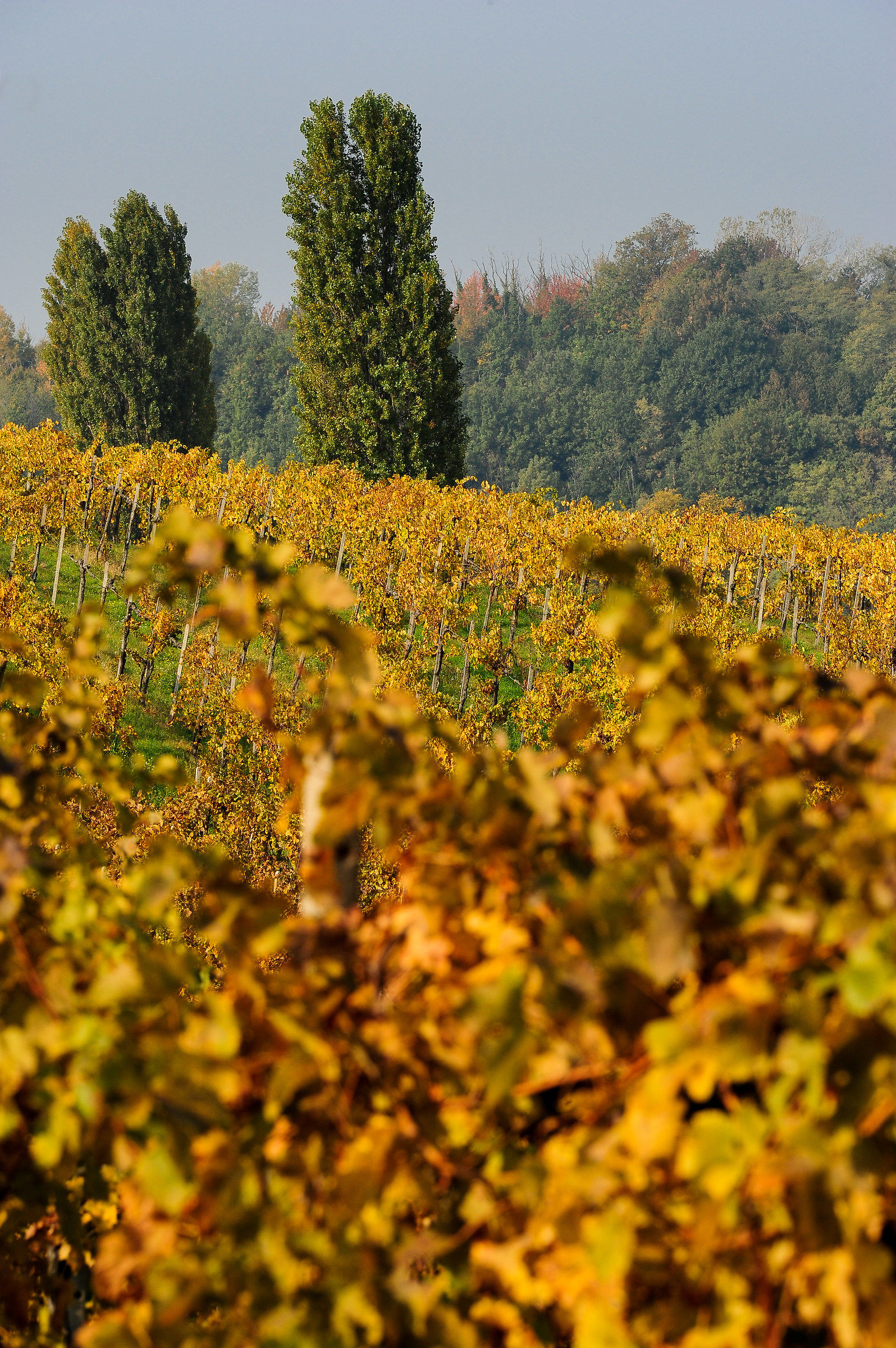 Autunno nel Monferrato