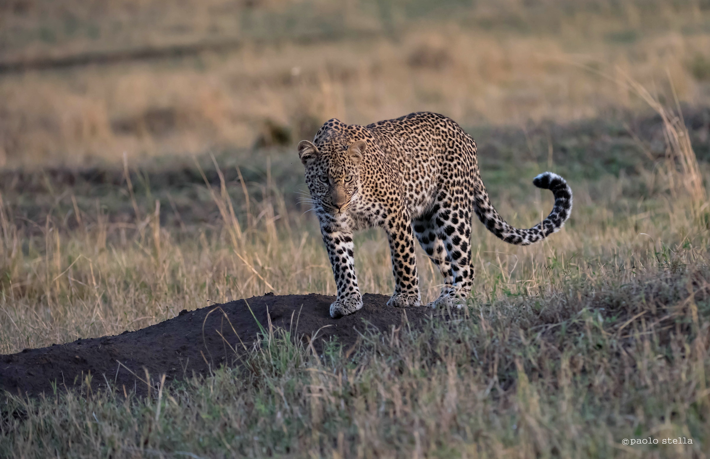 incontro all'alba - 2