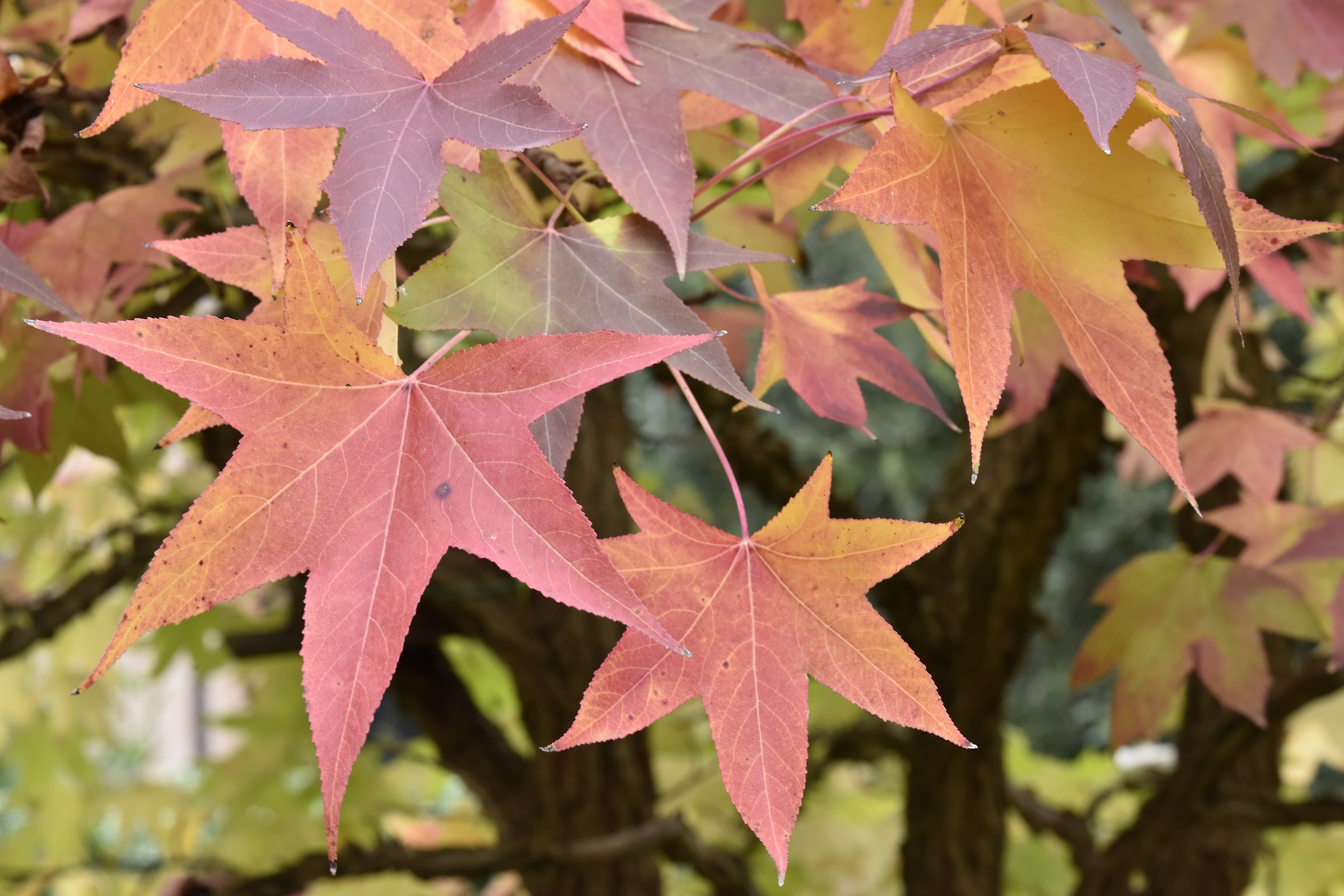 Autumn colors