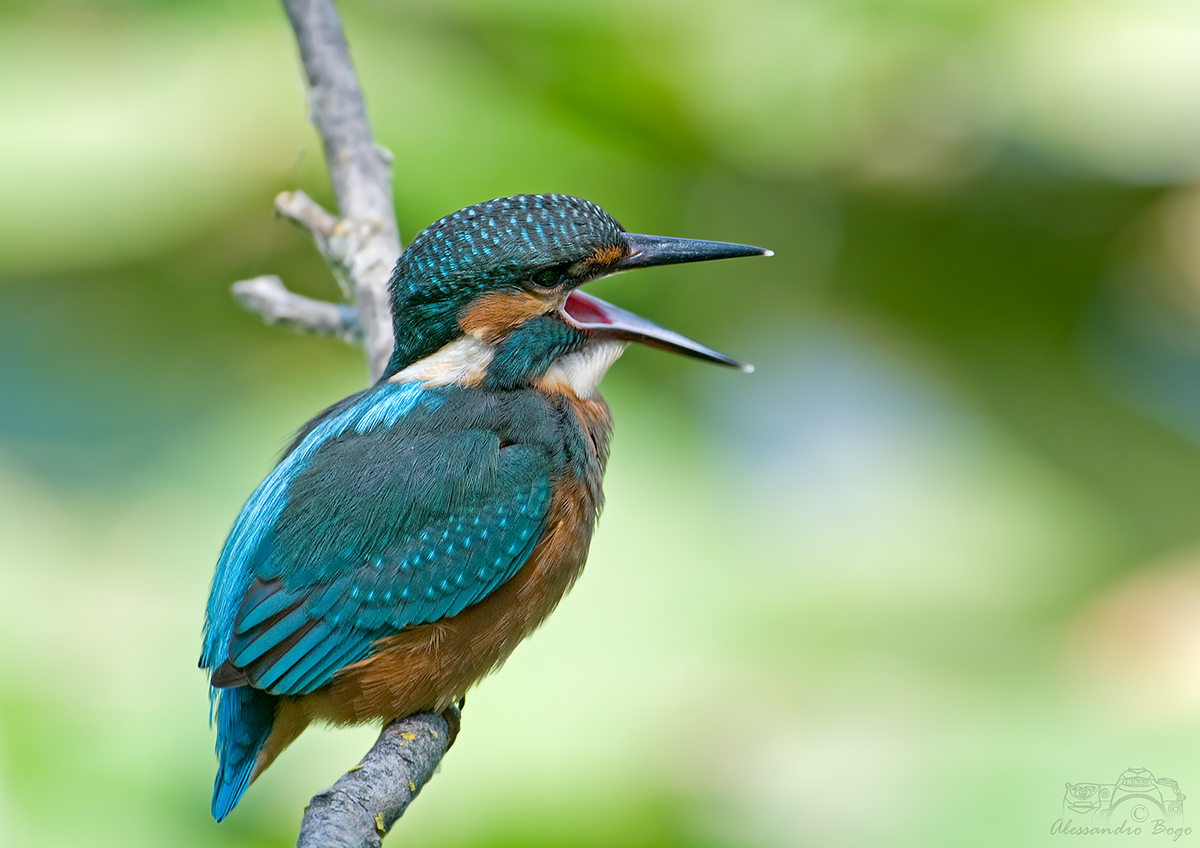 Kingfisher