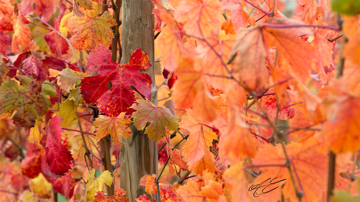 Autunno nelle langhe