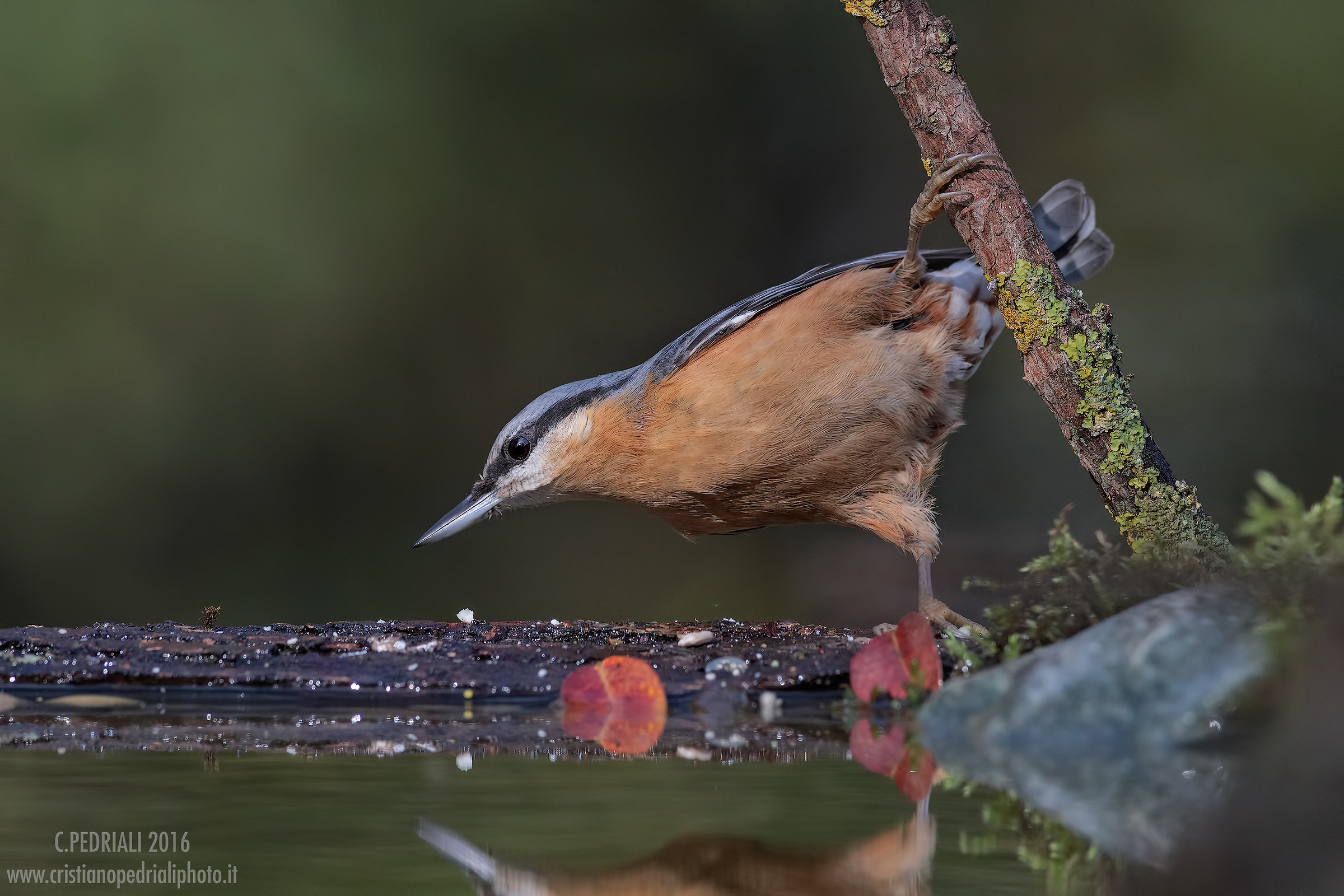 L'equilibrista... (Picchio Muratore)