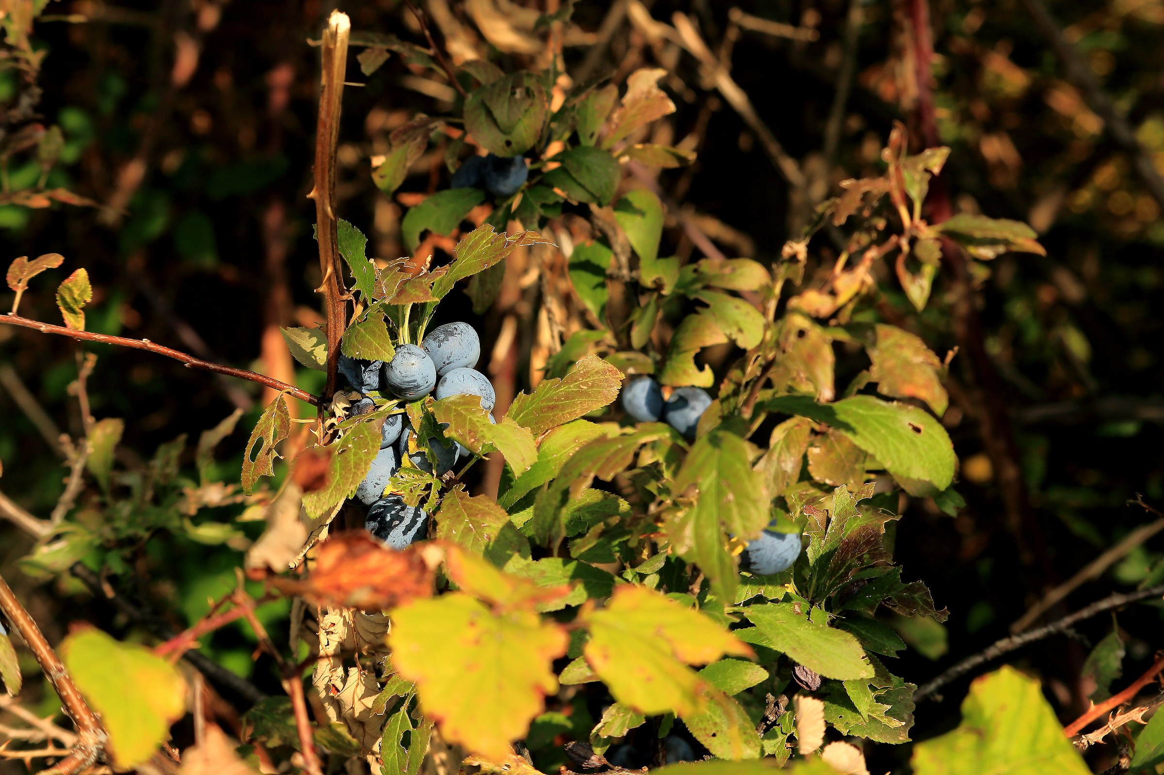 blueberries