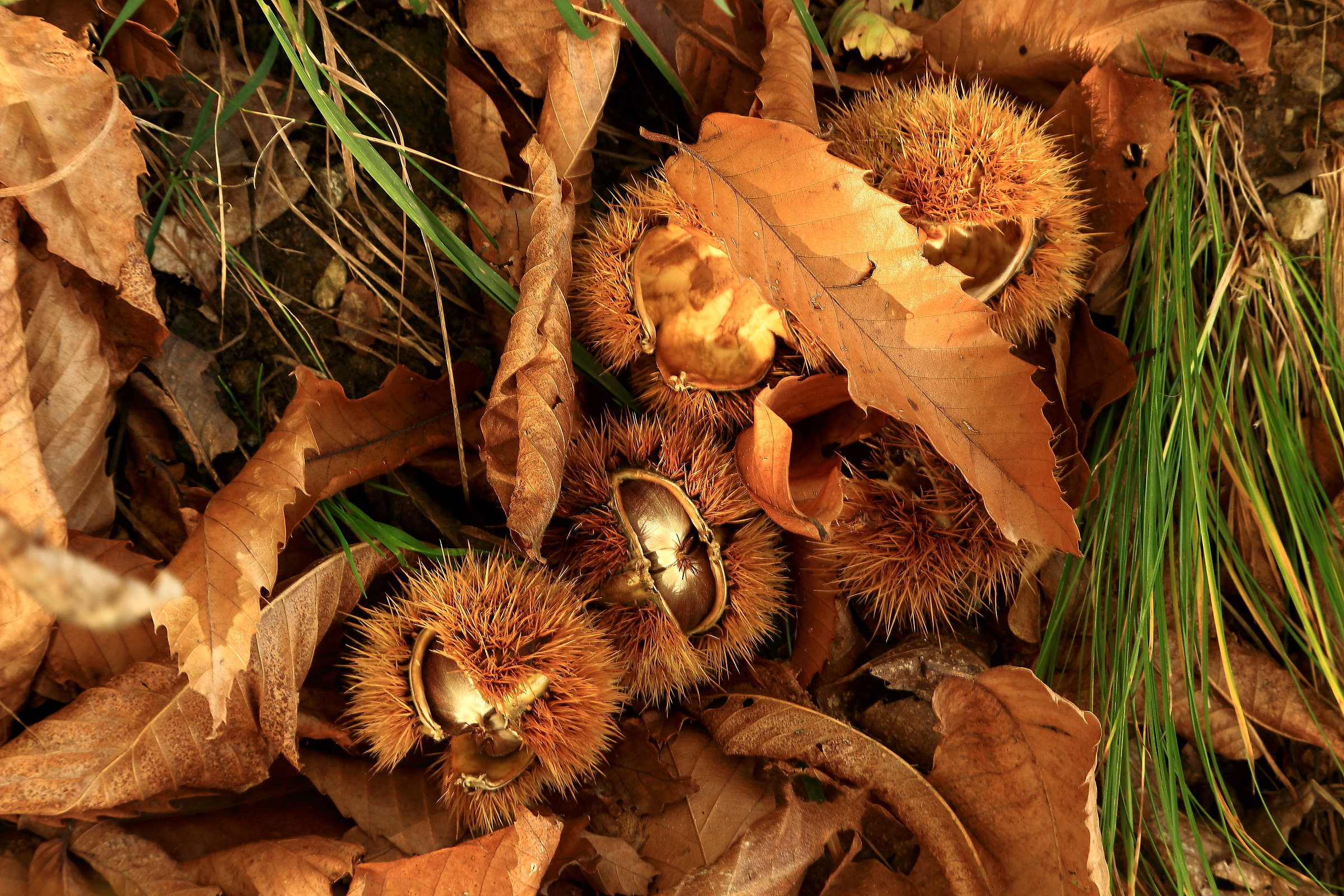 chestnuts