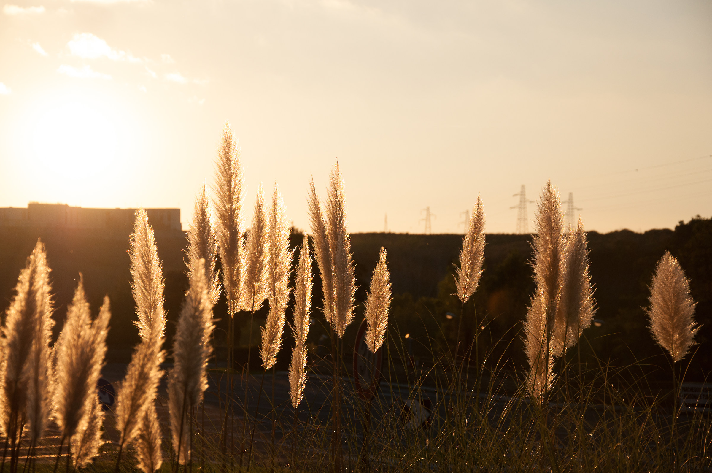 Pampas grass at sunset