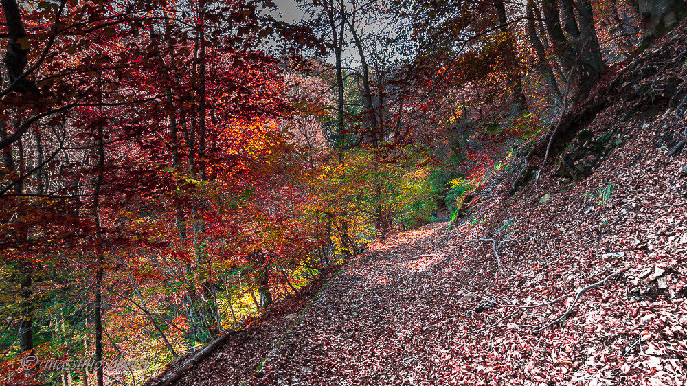 autunno al lago d'elio