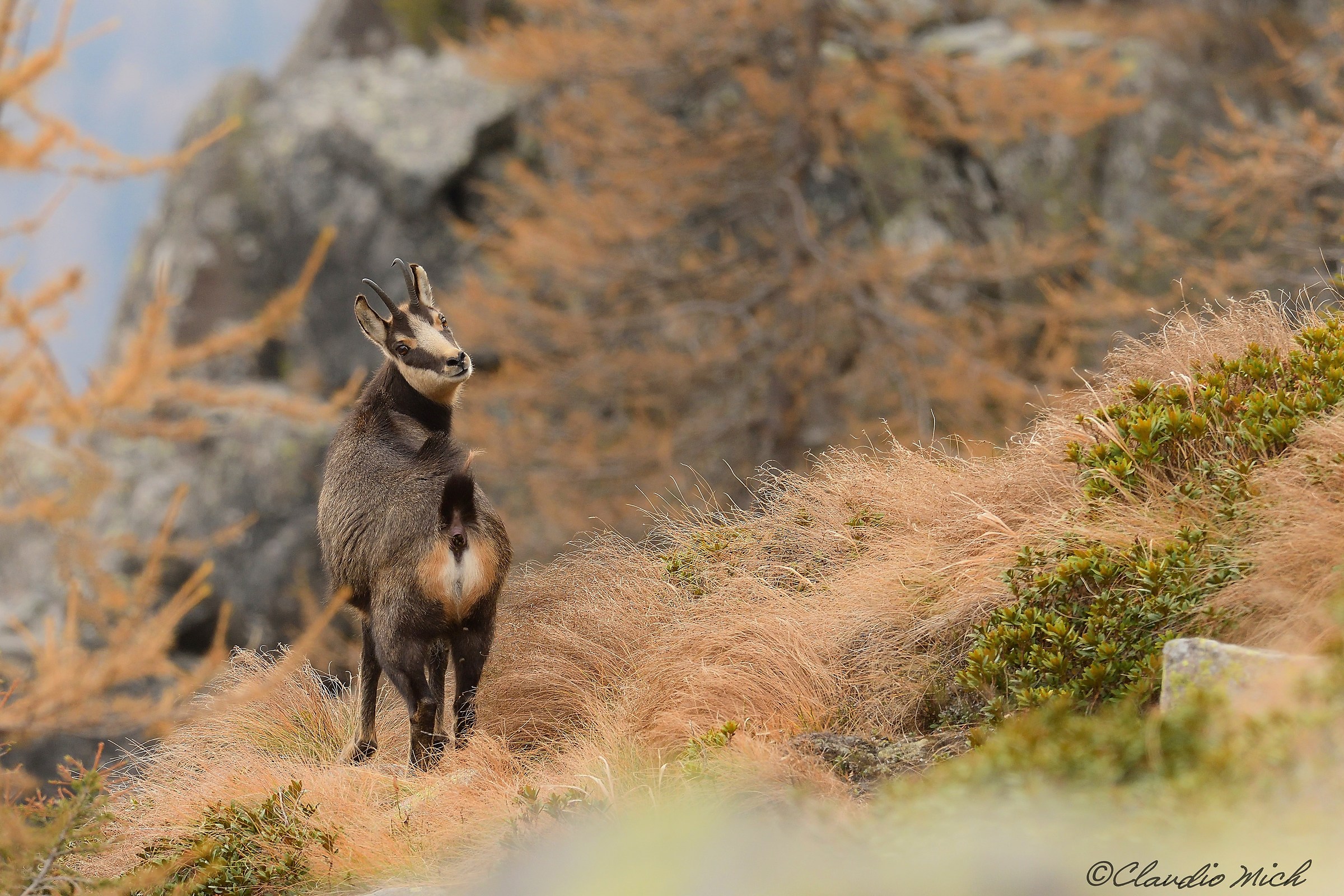 Young female chamois