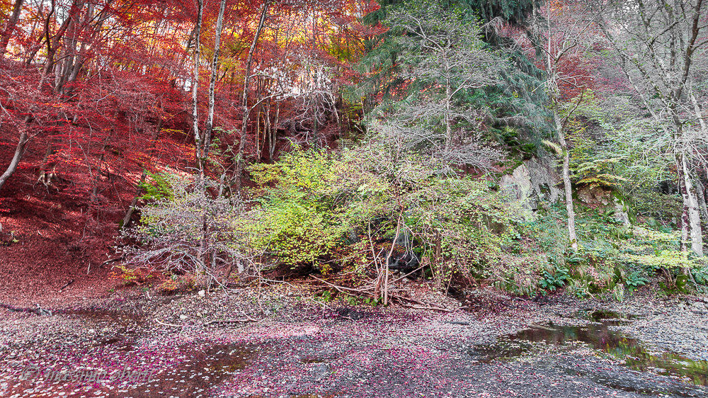 autunno al lago d'elio
