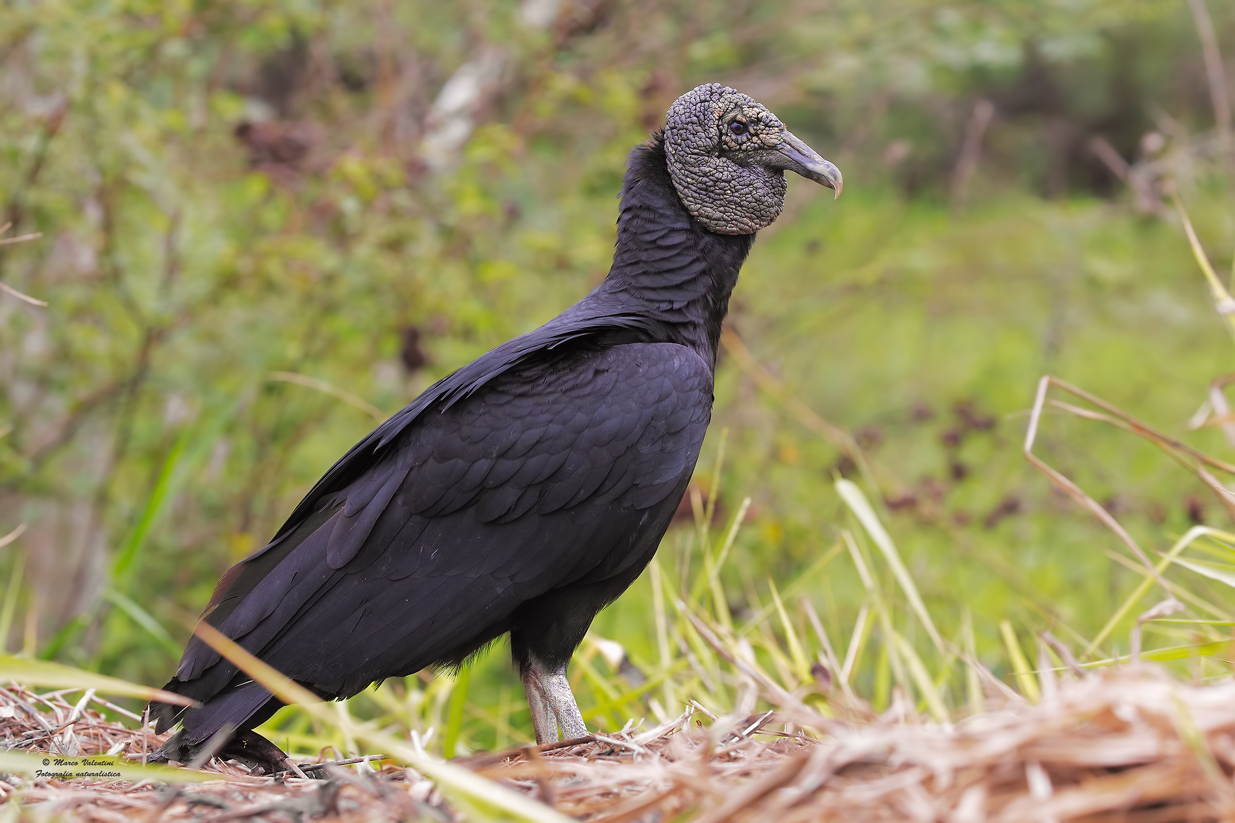 Black Vulture