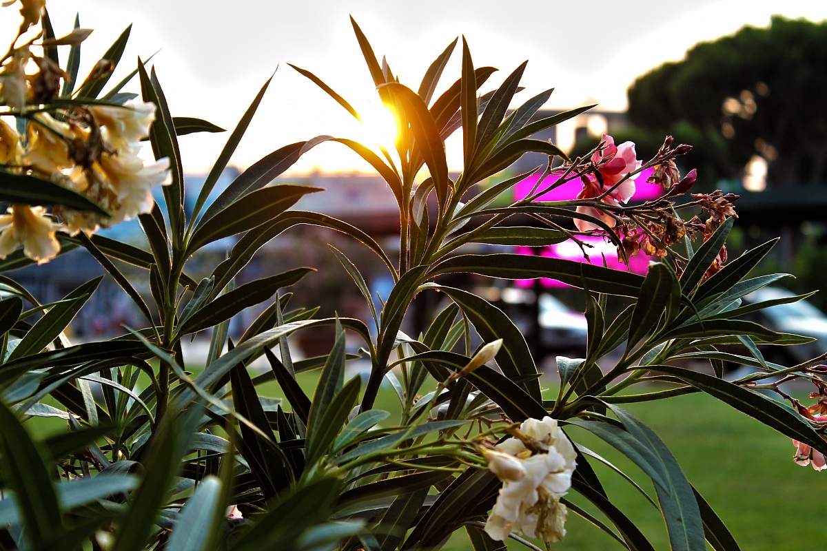 flowers with sunset