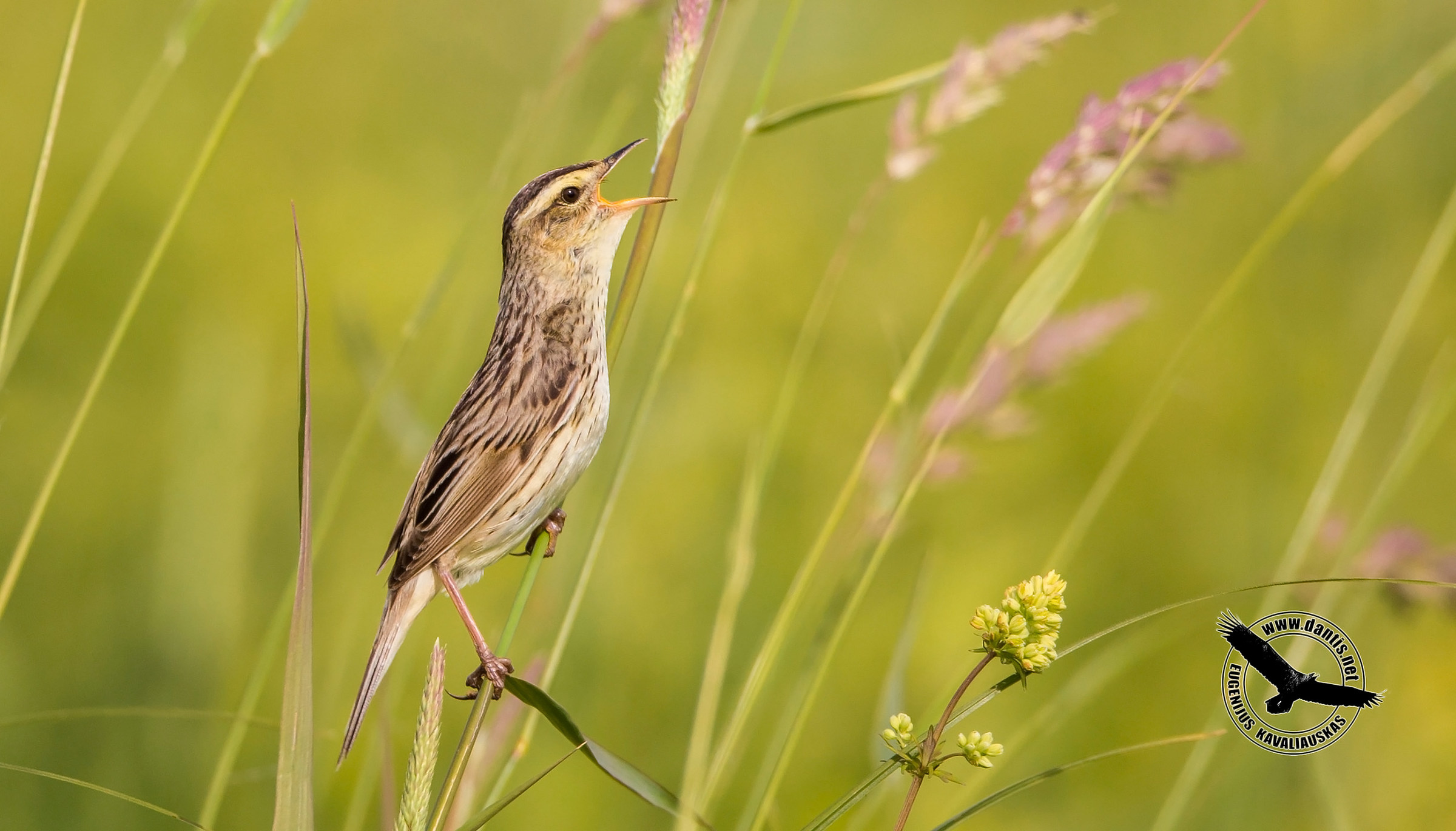 Aquatic Warbler (Acrocephalus paludicola)
