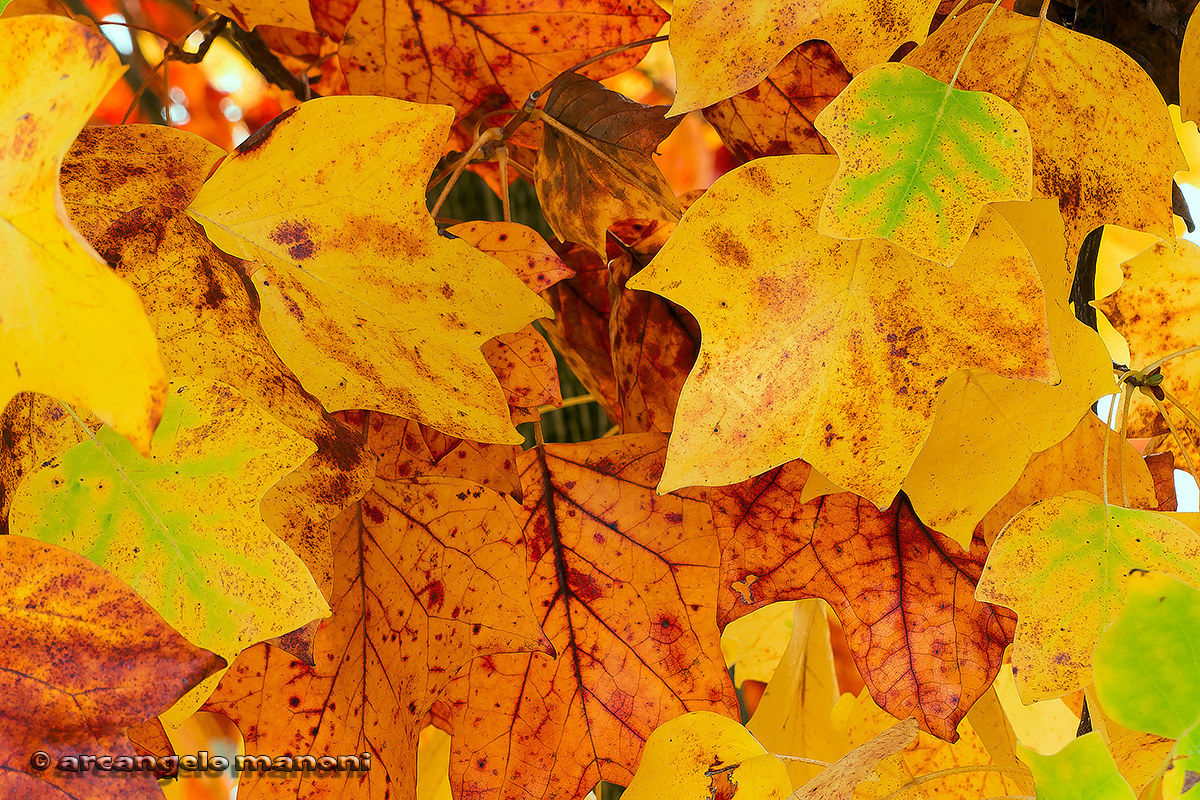 L'albero dei tulipani