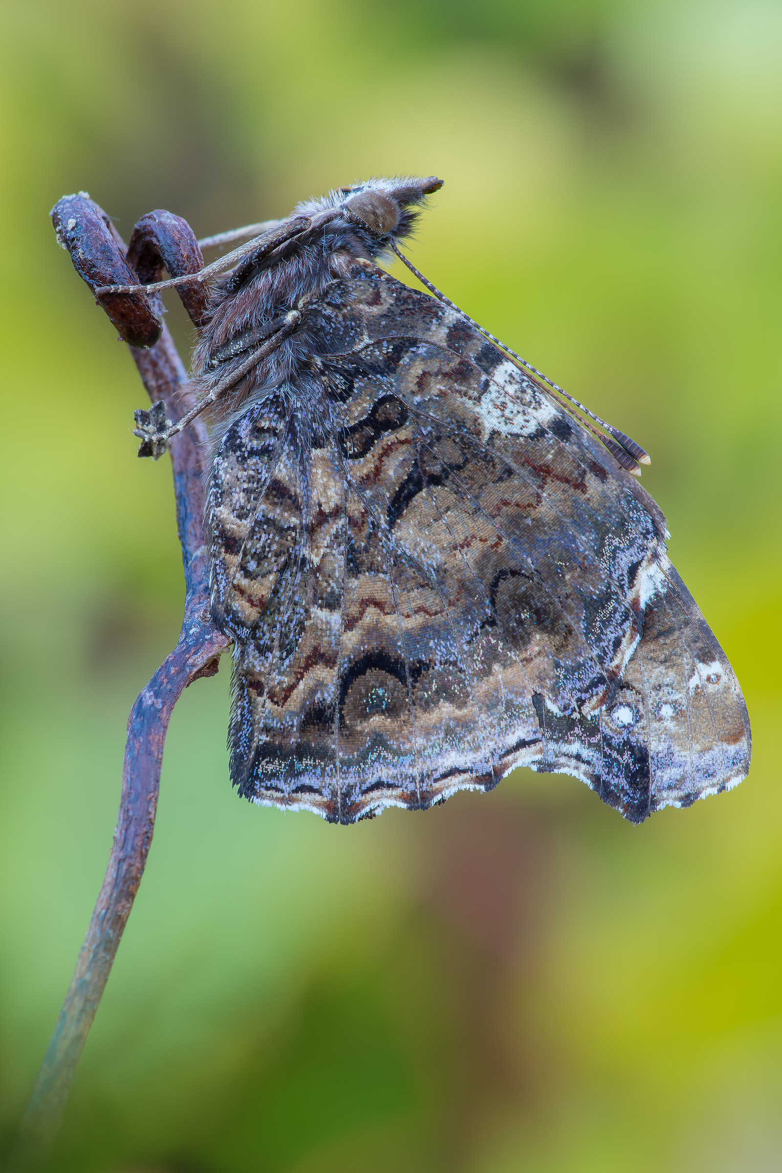 Vanessa atalanta - Pixel shift