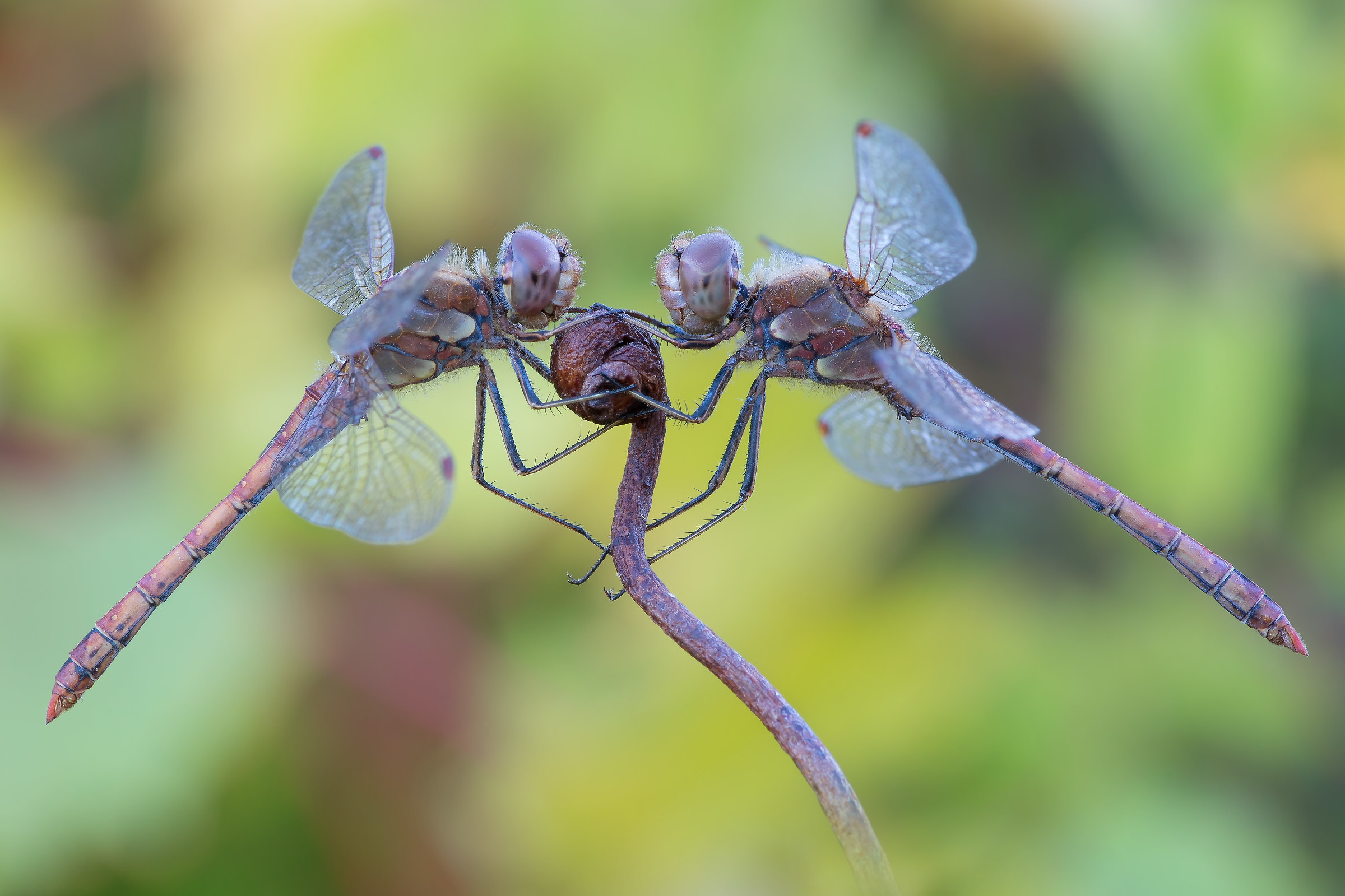 Sympetrum striolatum