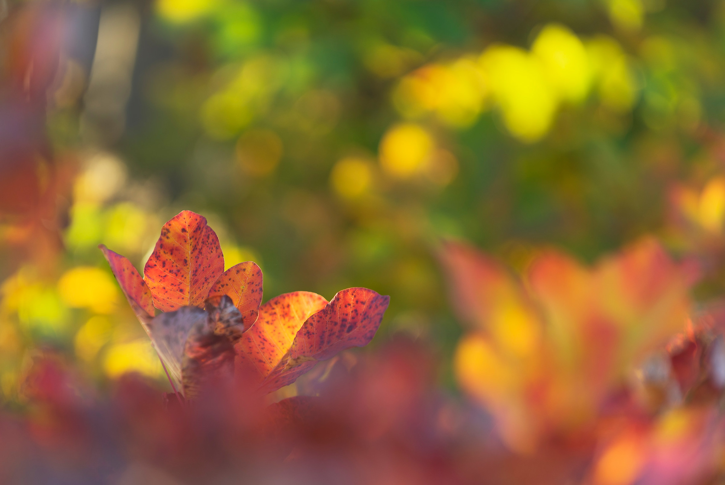 Autunno dolce e mailnconico...