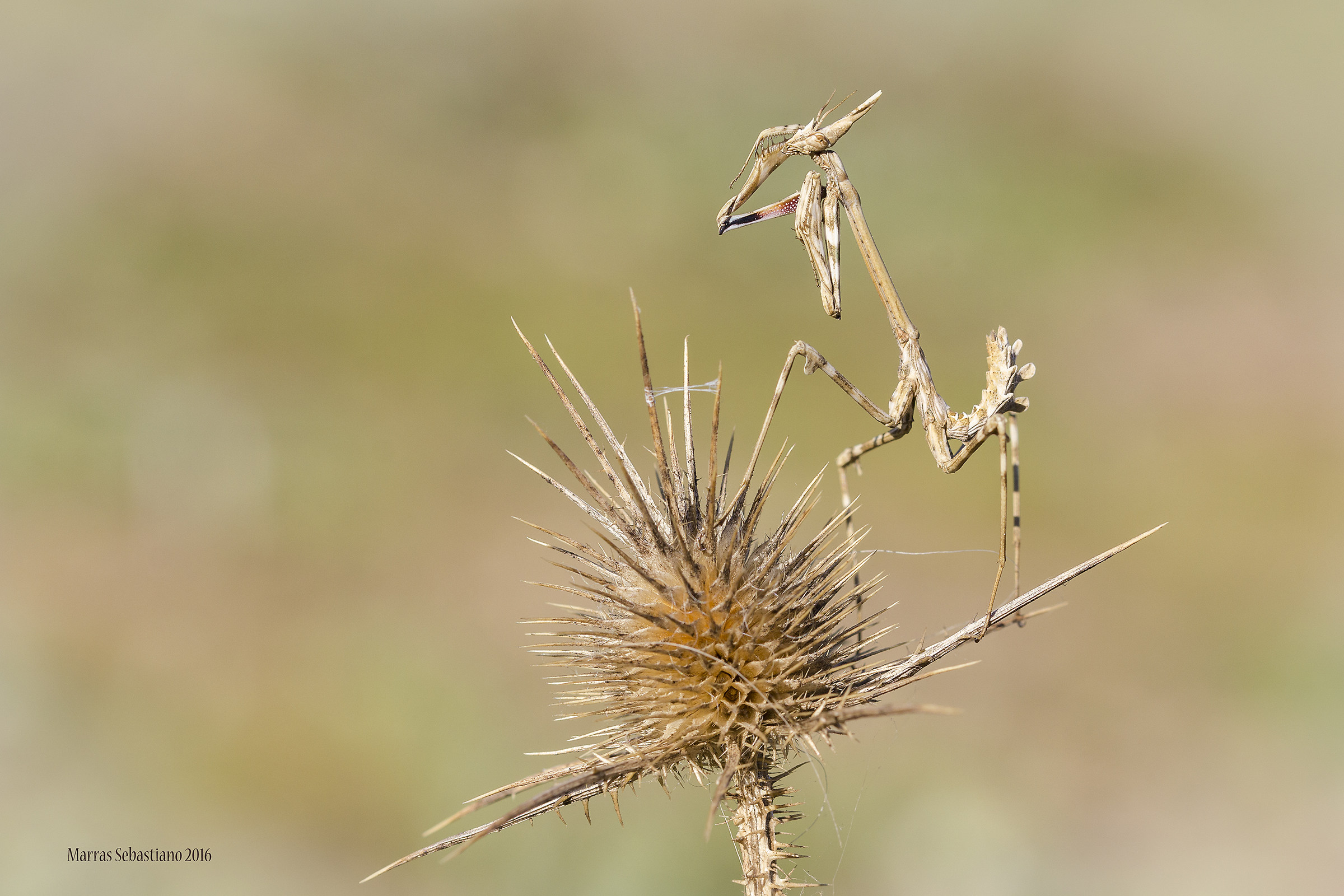 il faraone (Empusa pennata)