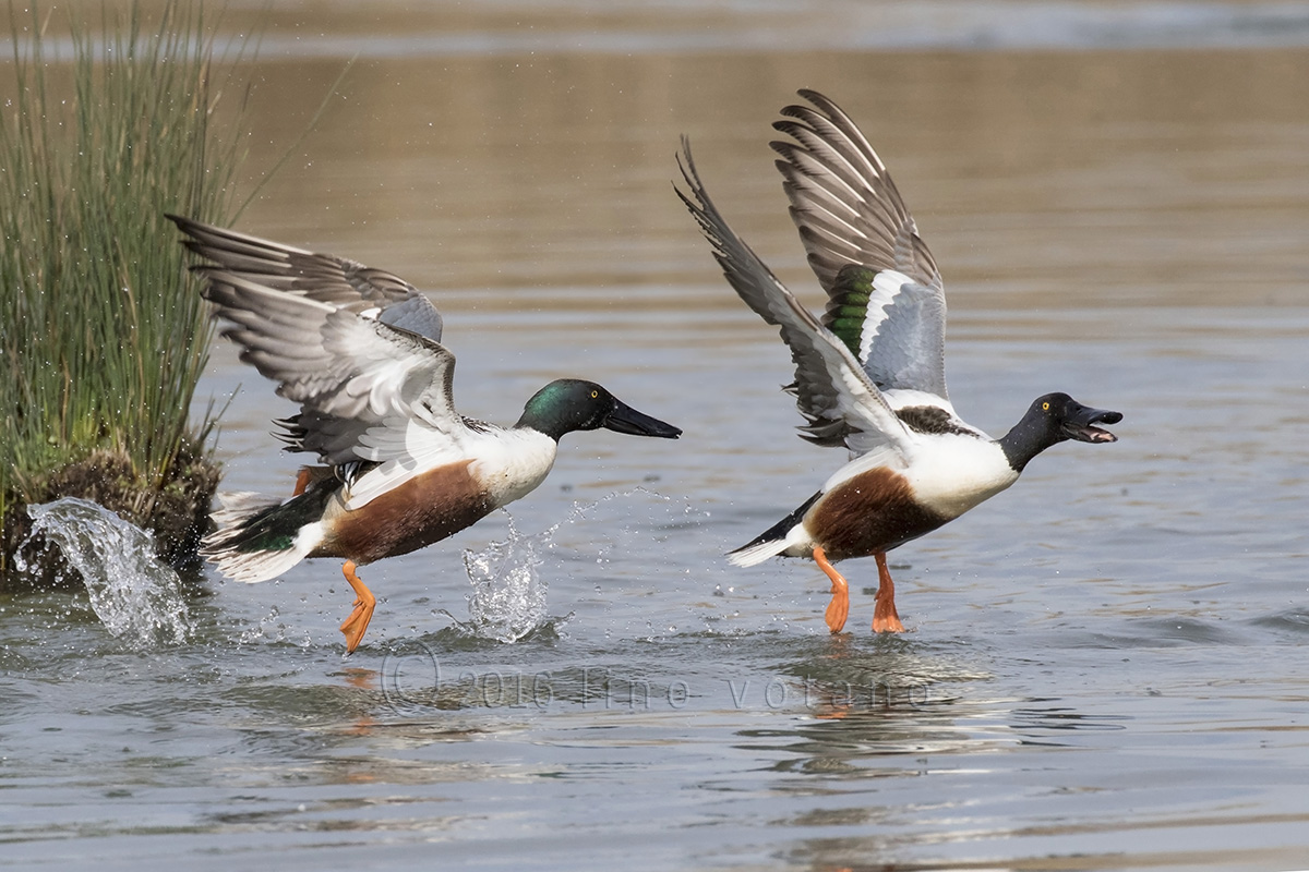 Spoonbills squabbling 1