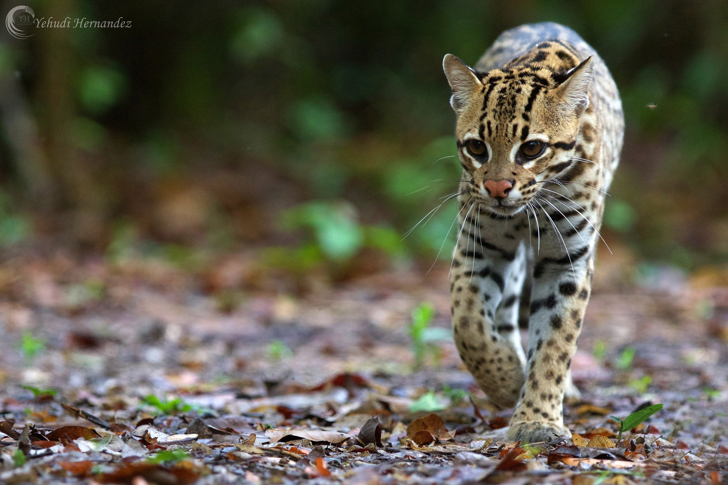 Ocelot (Felis pardalis)