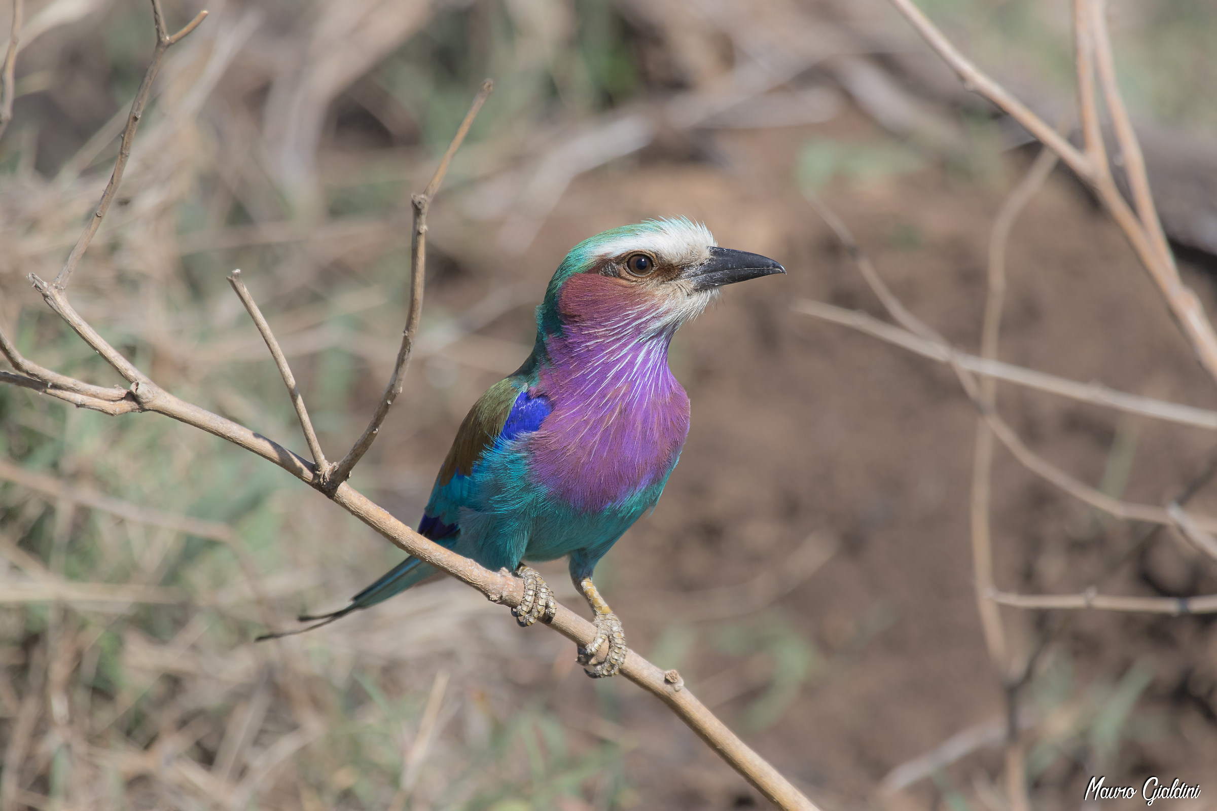 Coracias caudatus - Ghiandaia marina pettolilla