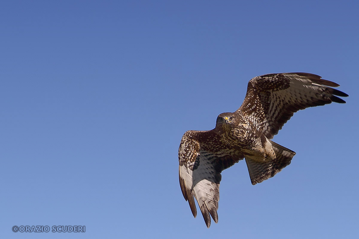 Buteo buteo