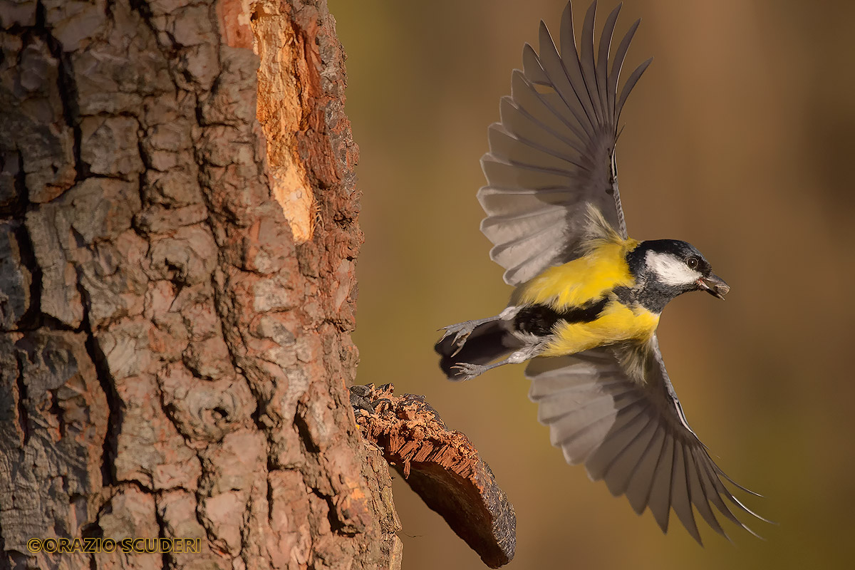 Parus major