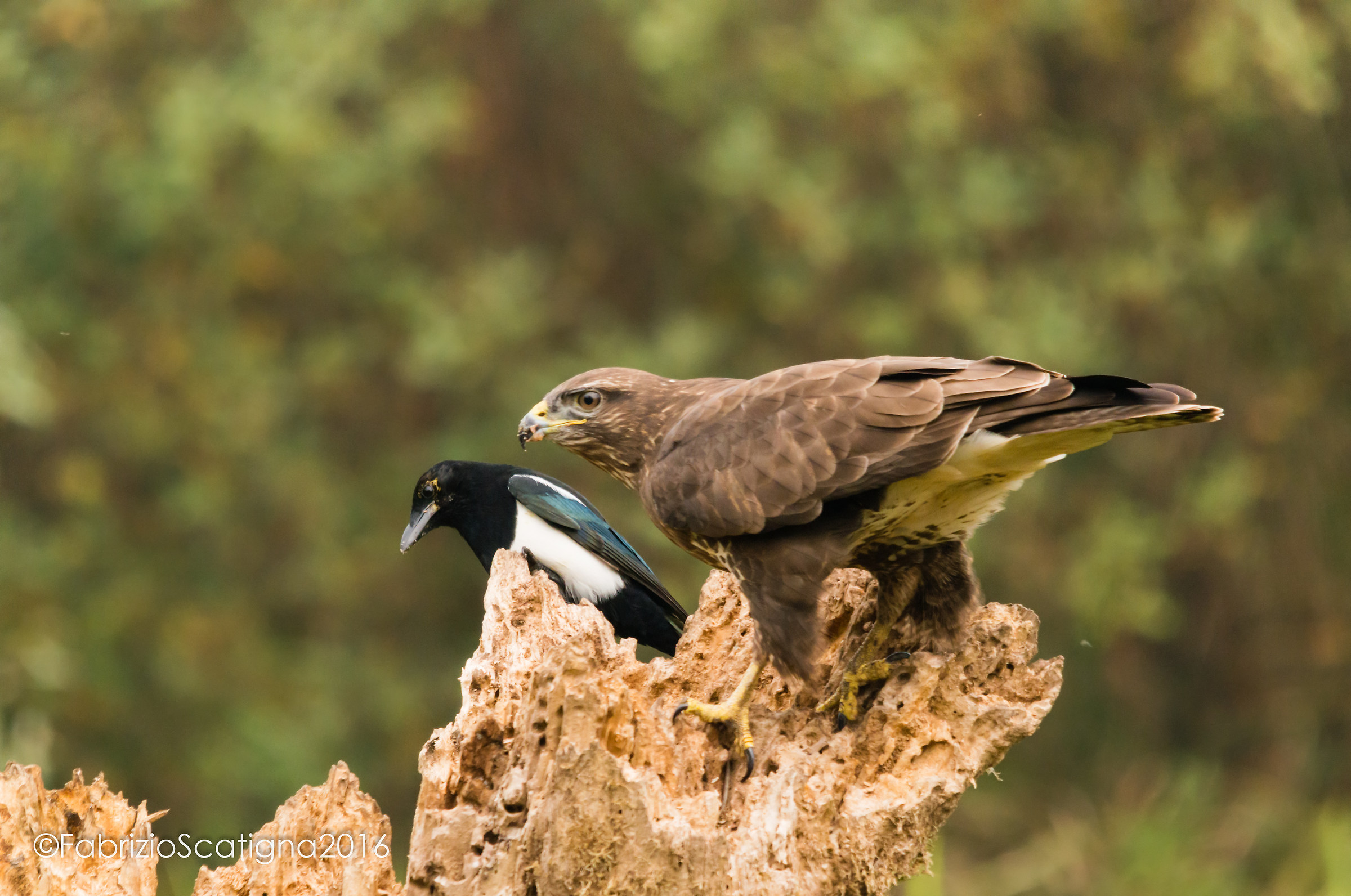the magpie and buzzards .... almost girlfriends