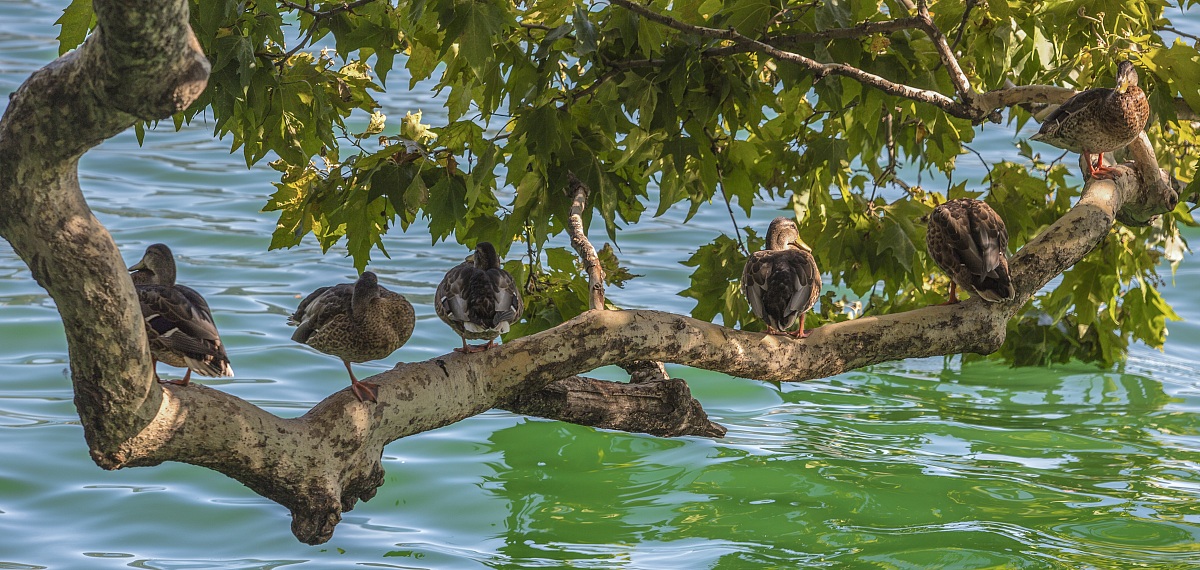 Do, Re, Mi, Fa, Sol, La ....Quack!