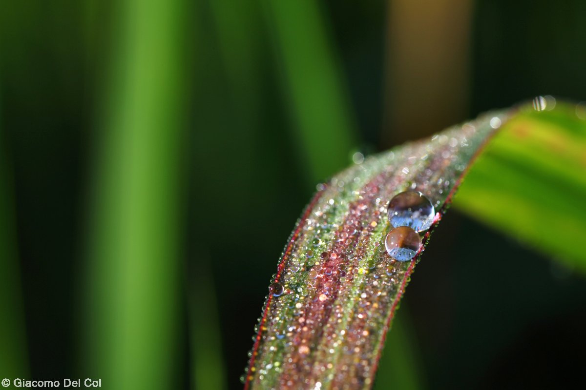 Dew drops