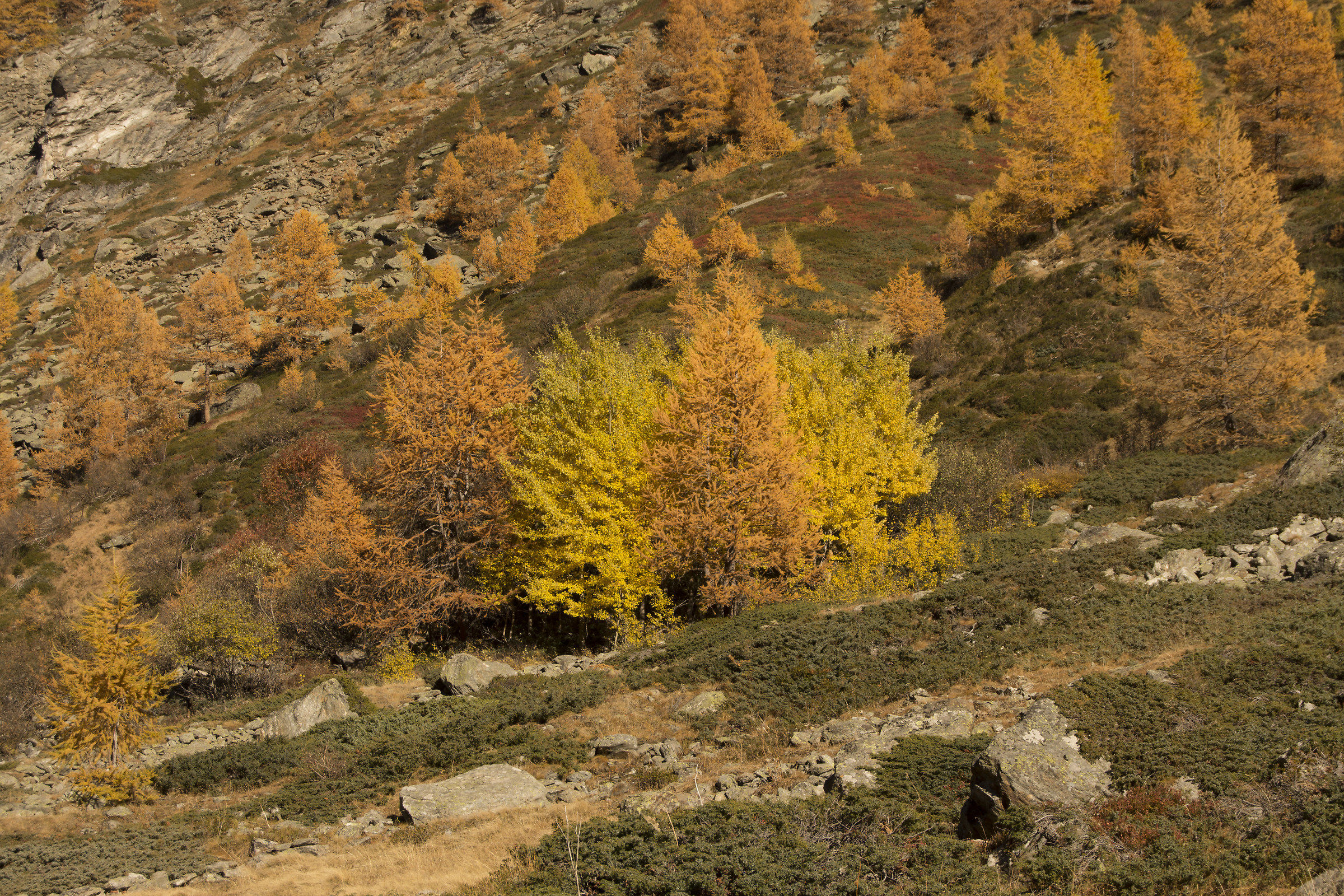 Heat the contrast between deciduous