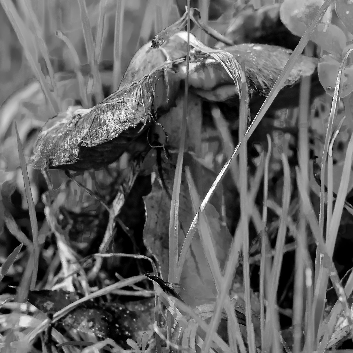 A lonely little chap and a little 'scombicchierato