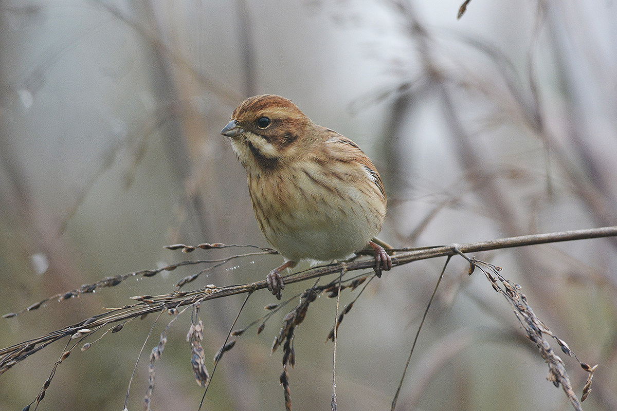 migliarino nella nebbia