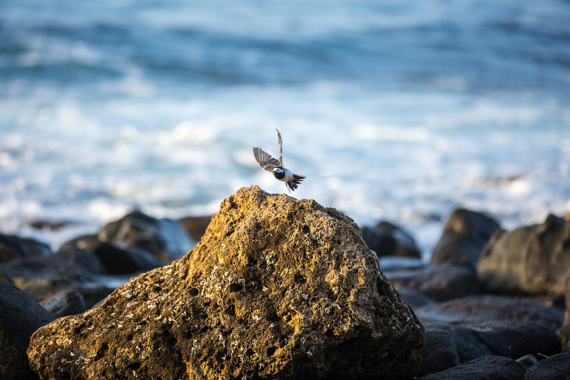 black and white ballerina hunting