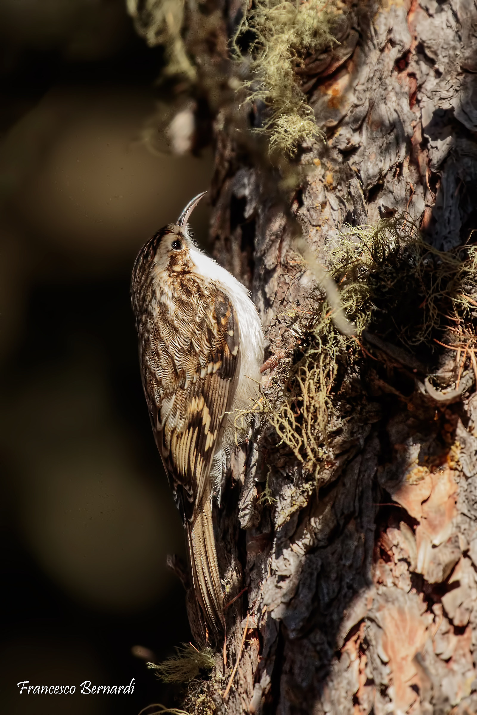 Alpestre creeper (Certhia Familiaris)