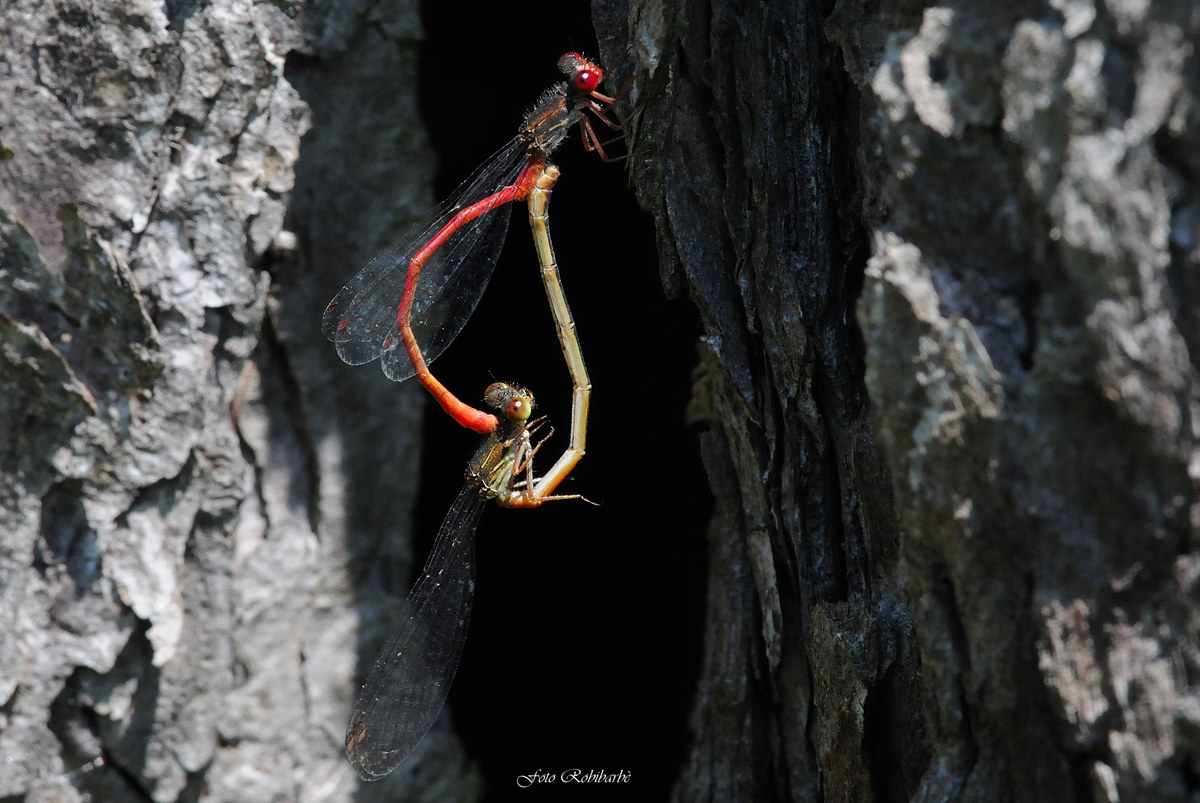 Due cuori e una capanna...
