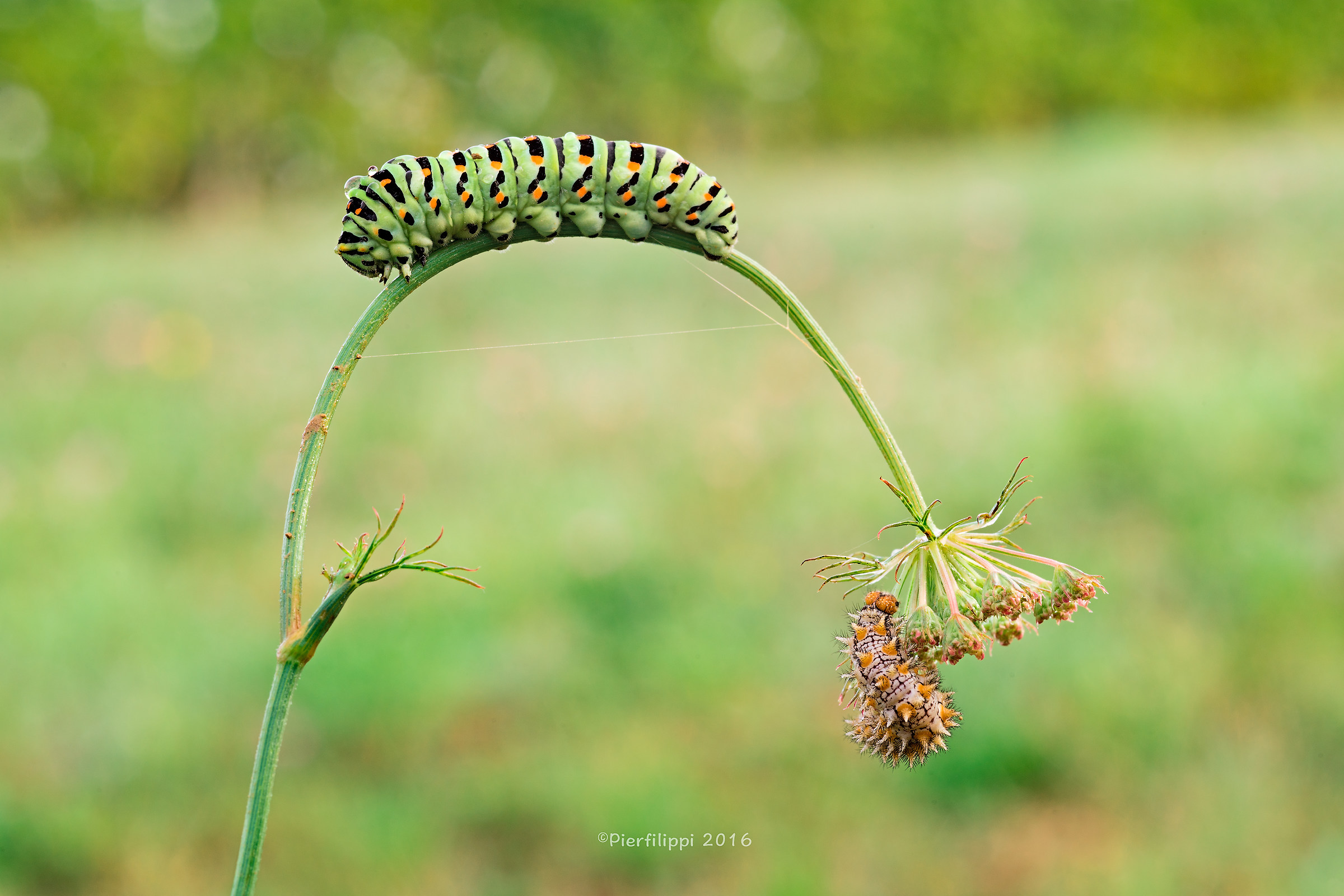 Guarda come dondolo..