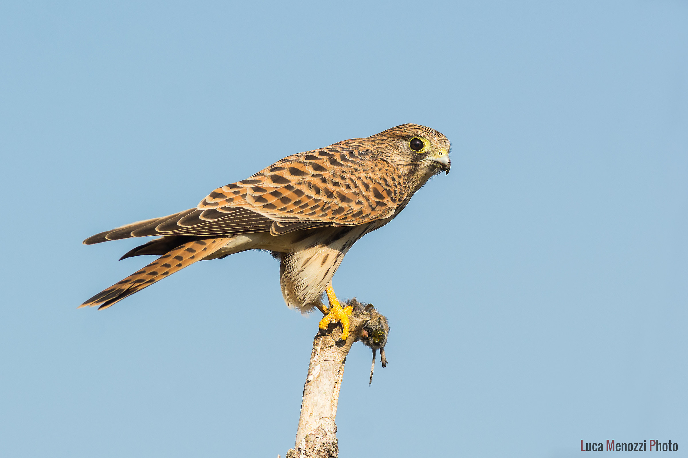 The meal Kestrel