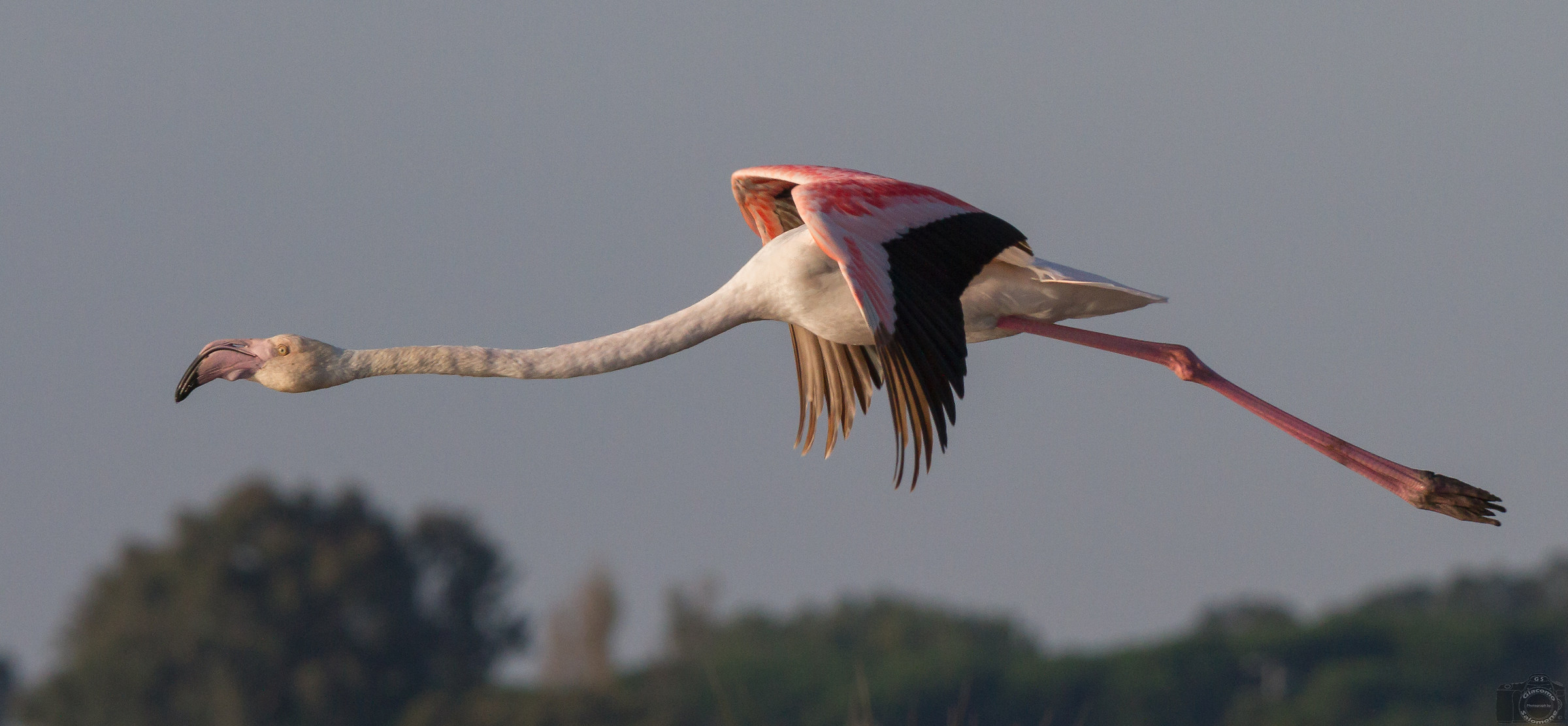 Flamingo in flight