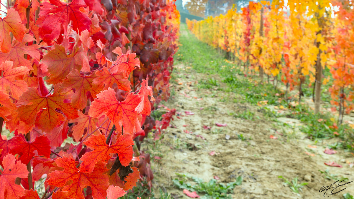 Autumn in the Langhe